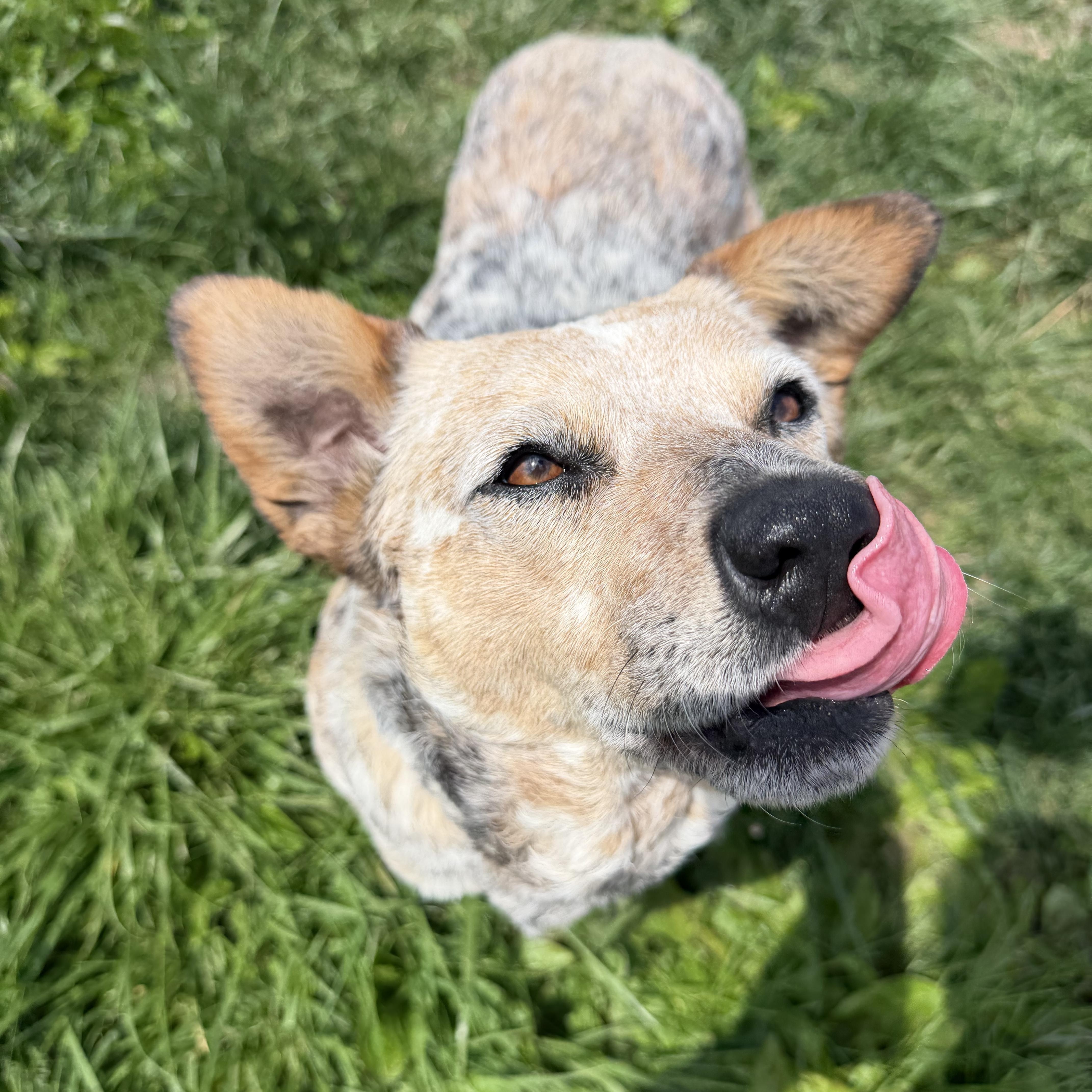 Emerald, an adopted Australian Cattle Dog / Blue Heeler in Clinton, IL image 3/6