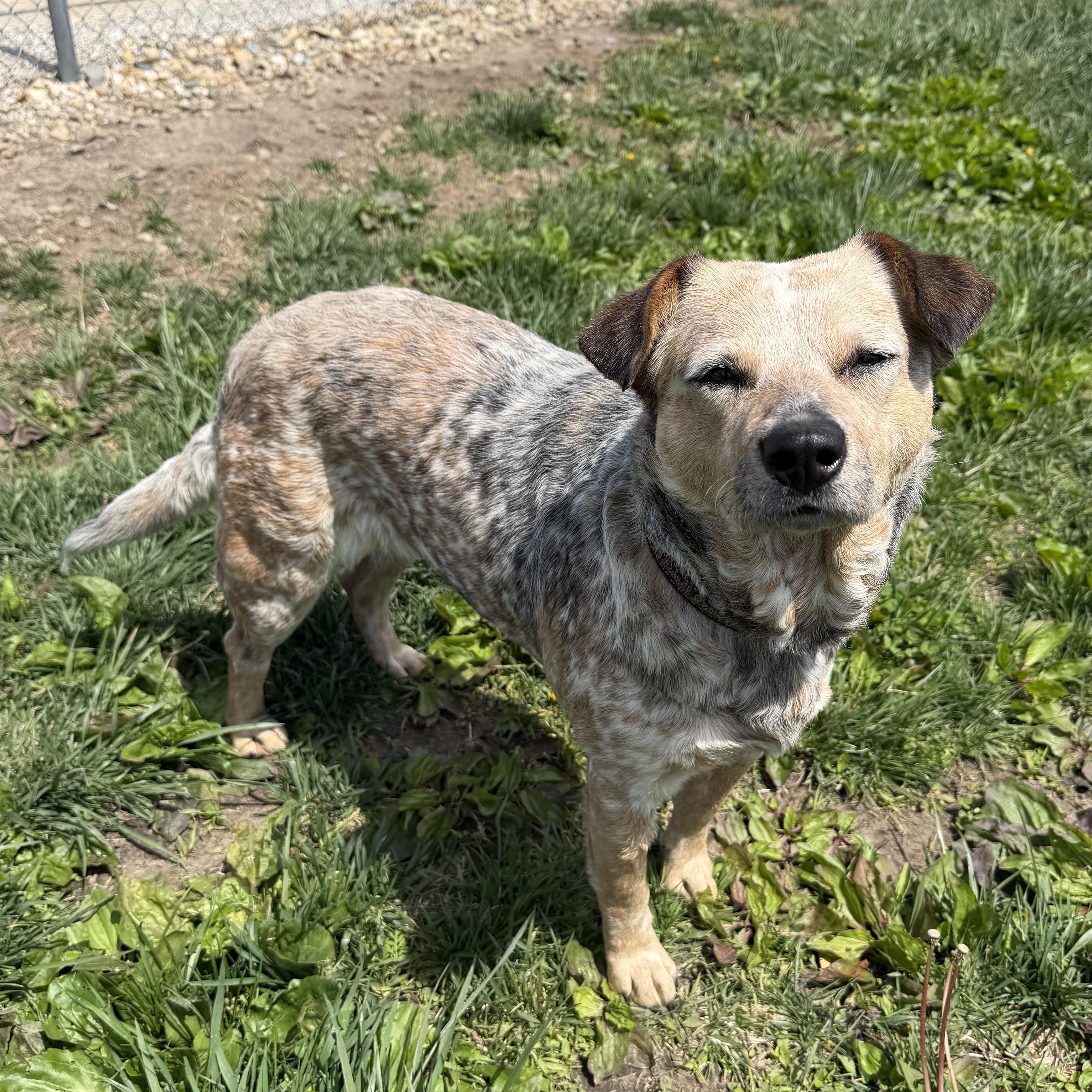 Emerald, an adopted Australian Cattle Dog / Blue Heeler in Clinton, IL image 4/6