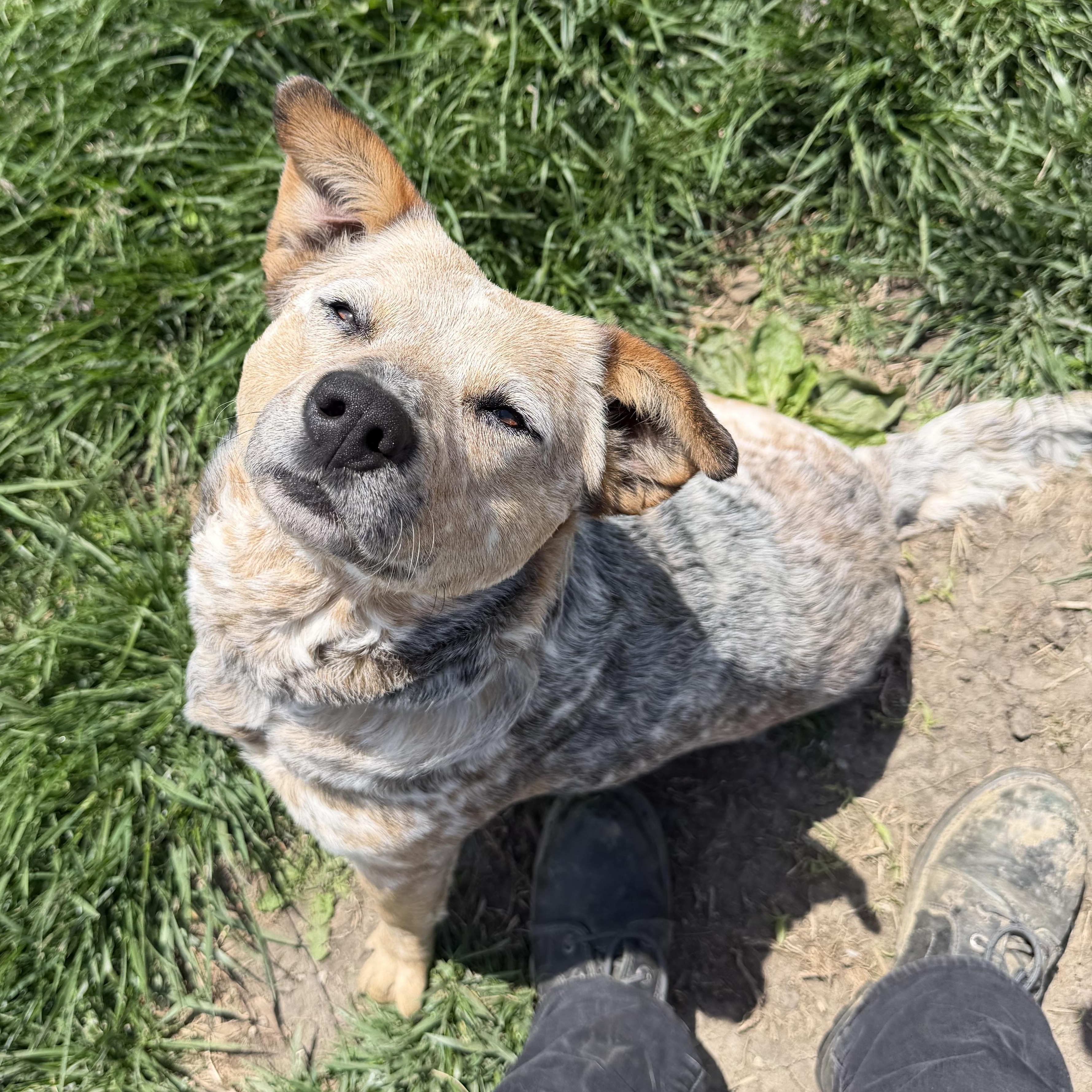 Emerald, an adopted Australian Cattle Dog / Blue Heeler in Clinton, IL image 5/6