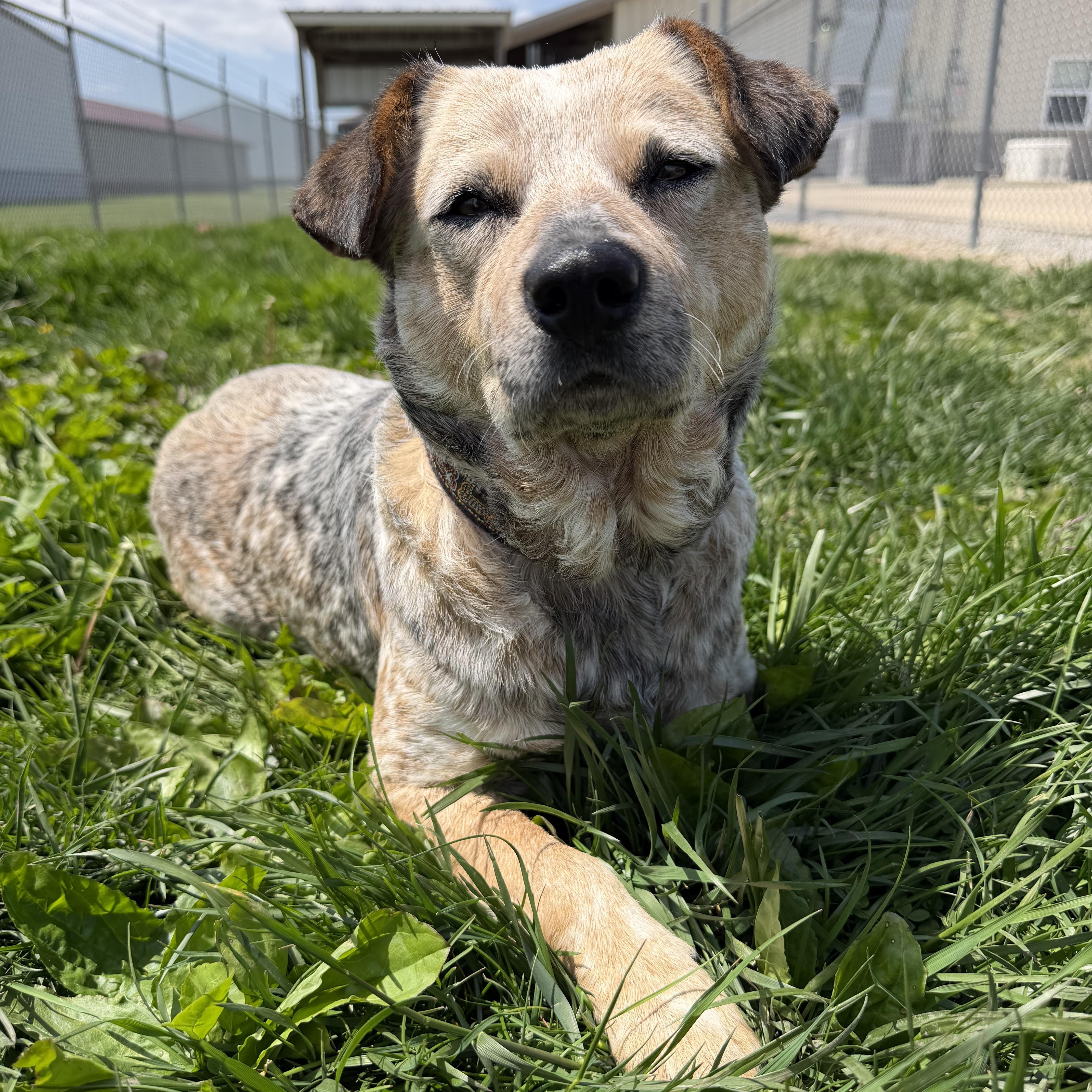 Emerald, an adopted Australian Cattle Dog / Blue Heeler in Clinton, IL image 2/6