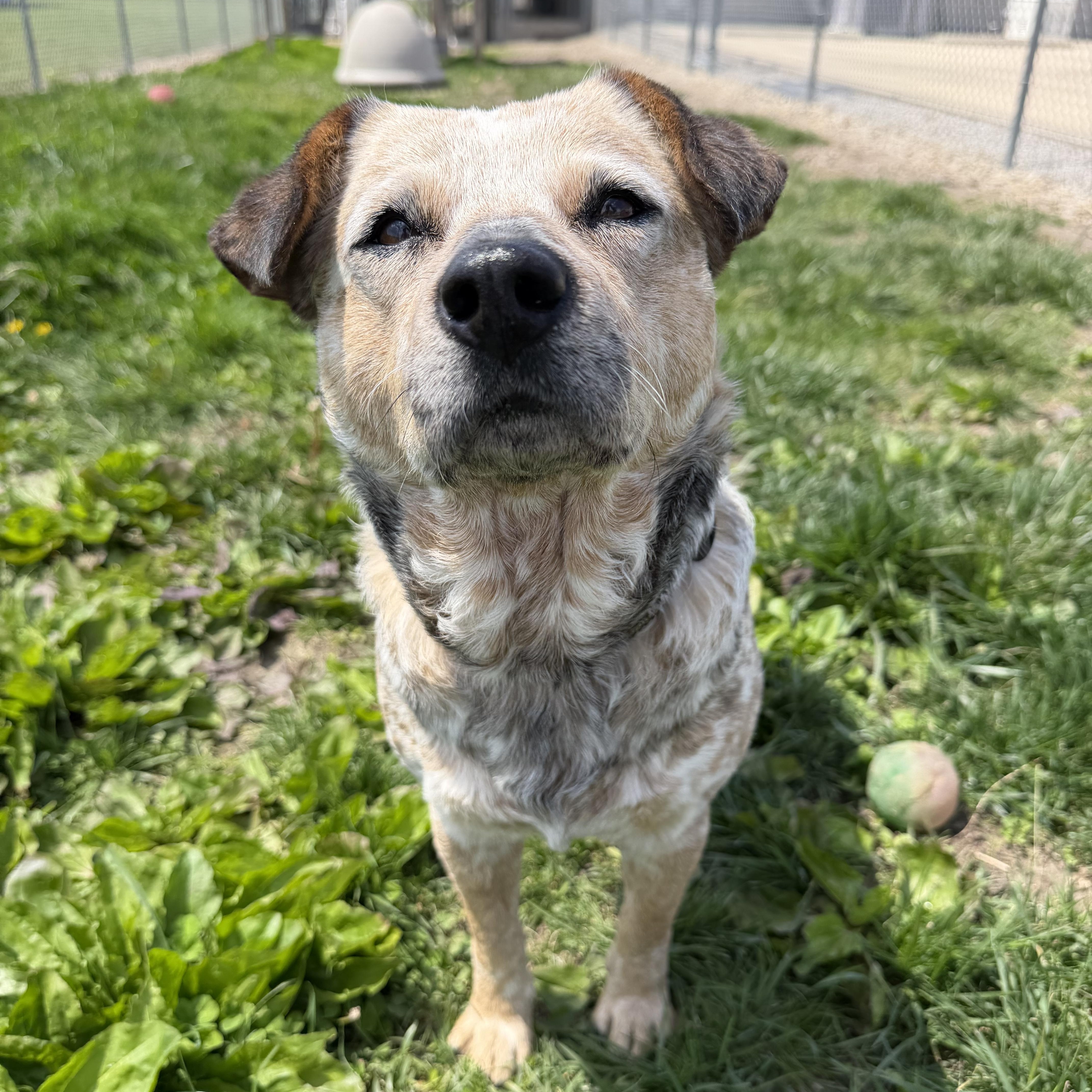 Emerald, an adopted Australian Cattle Dog / Blue Heeler in Clinton, IL image 6/6