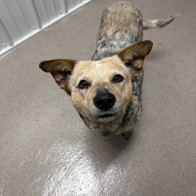 Emerald, adopted, Adult Female Australian Cattle Dog / Blue Heeler.