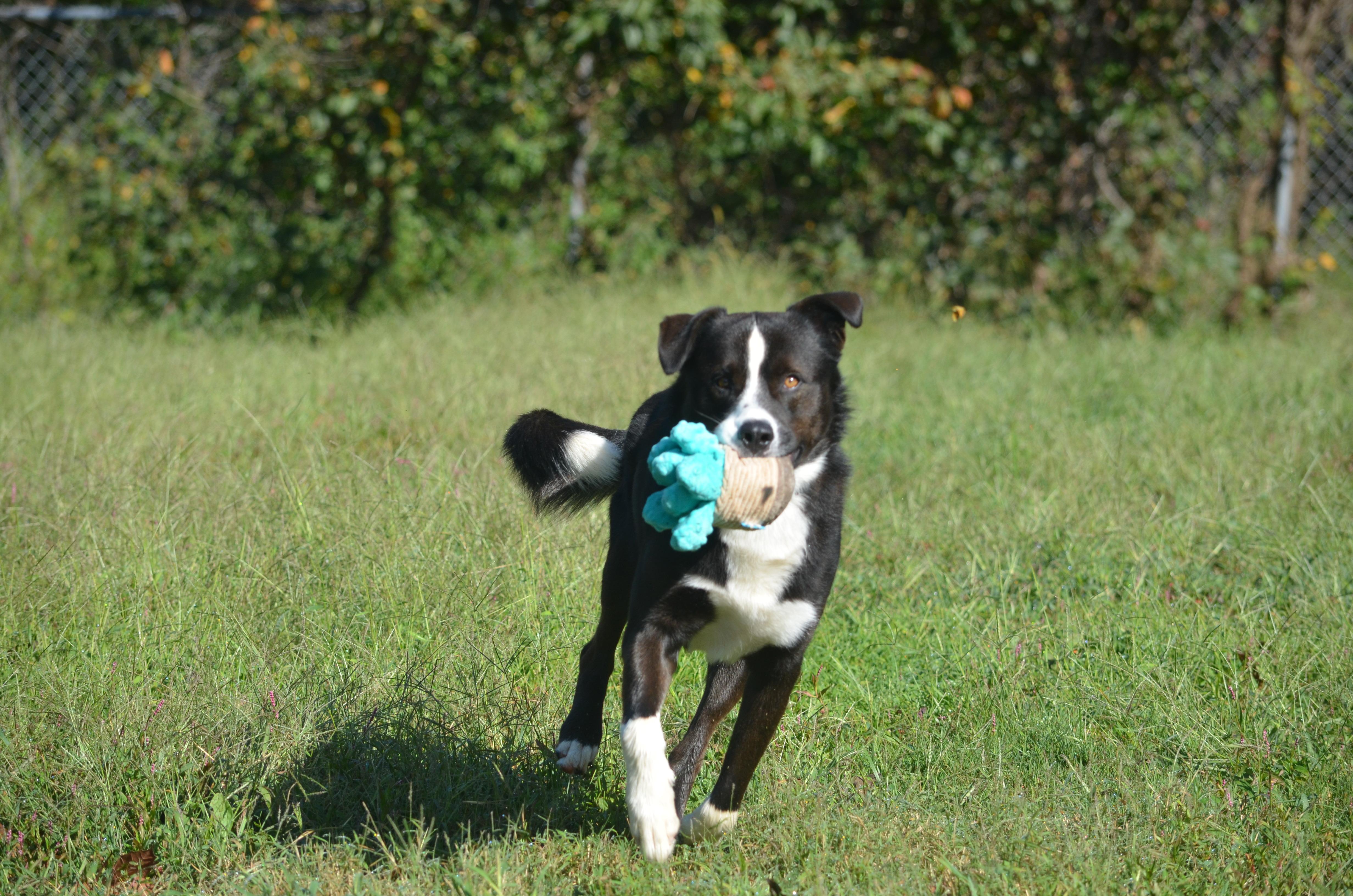 Ben, Adoptable, Young Male German Shepherd Dog & Border Collie.