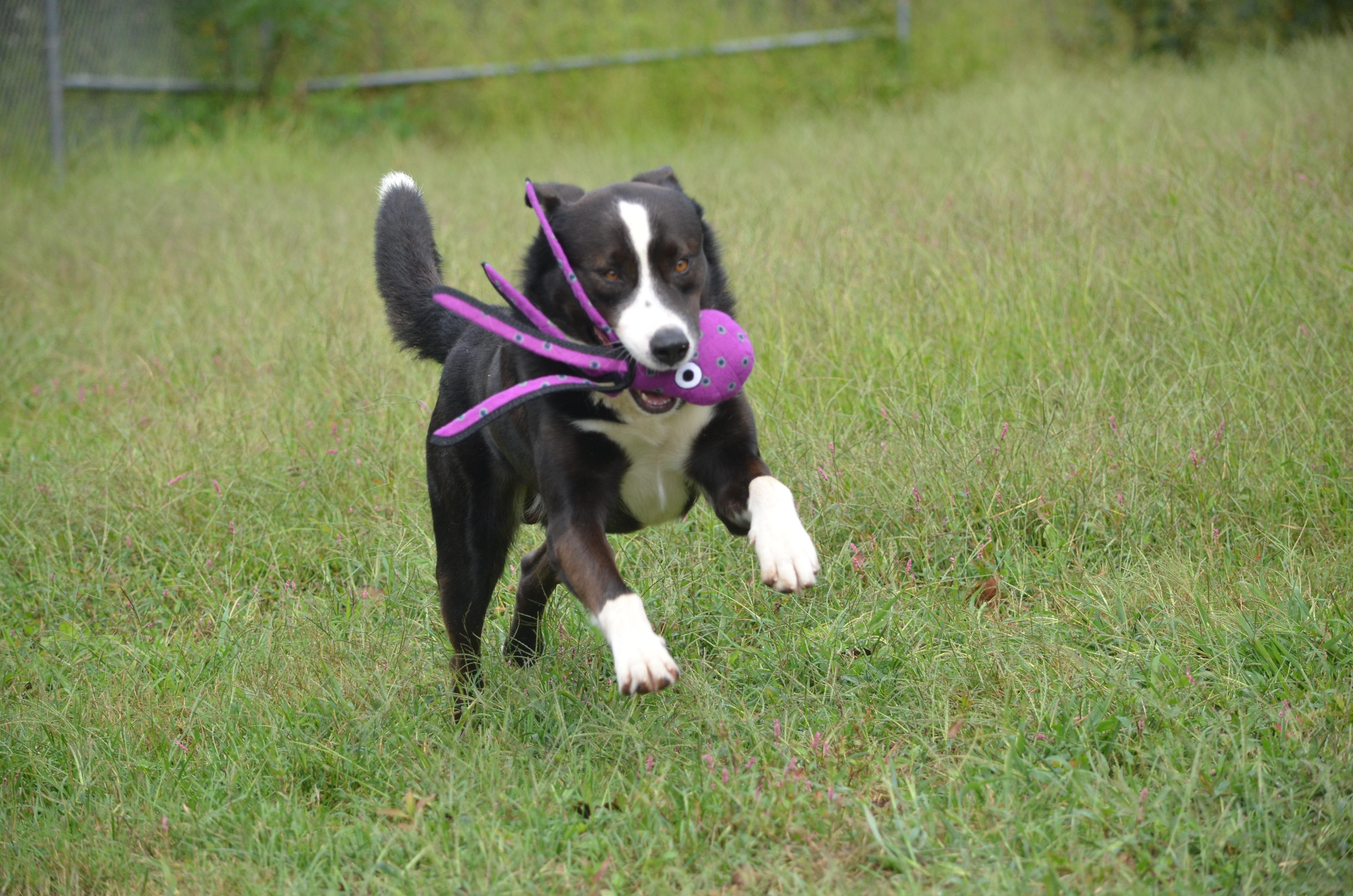 Ben, Adoptable, Young Male German Shepherd Dog & Border Collie.