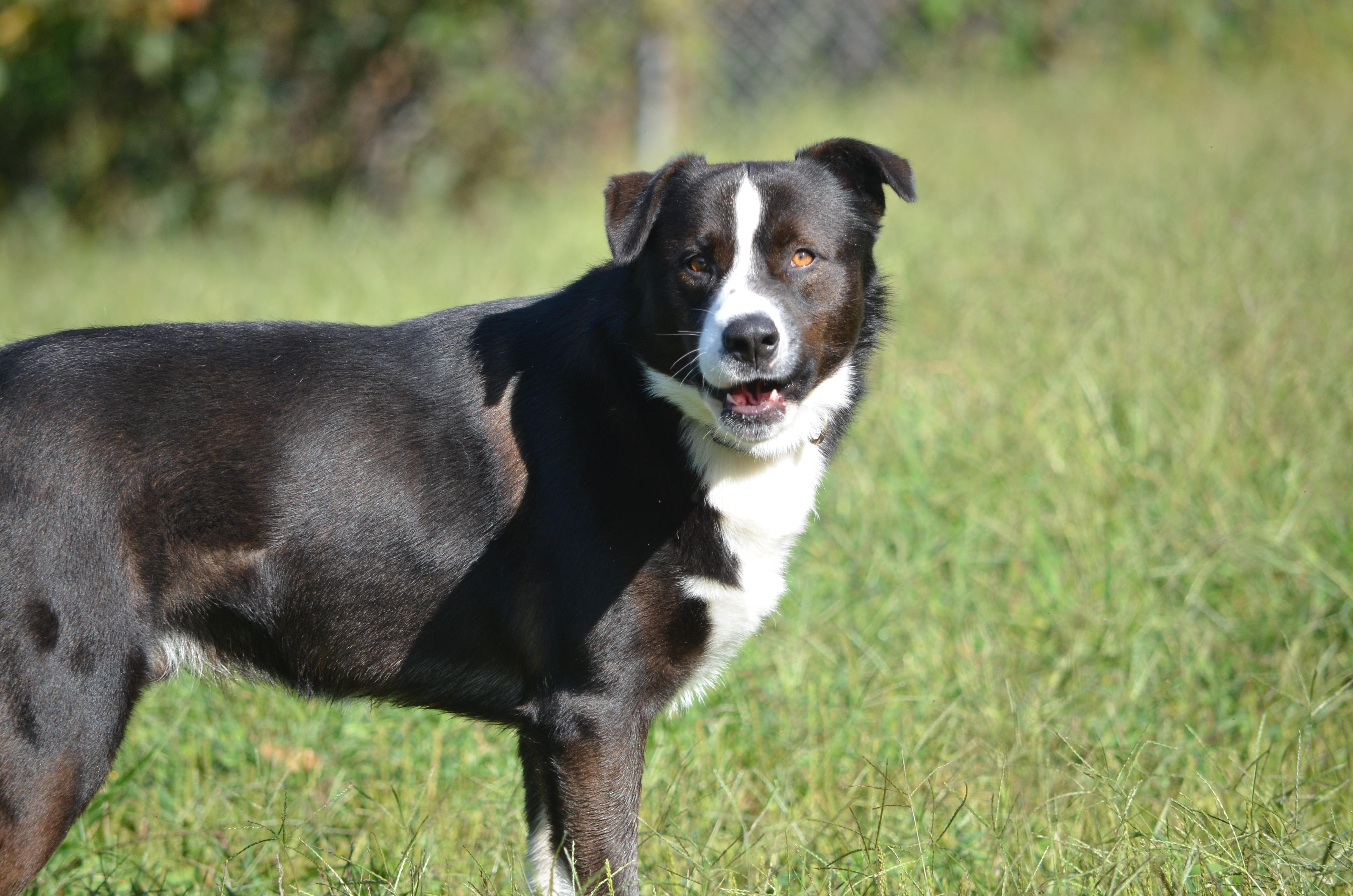 Enlarge Ben, a Adoptable mixed breed in Amissville, VA image 3/6