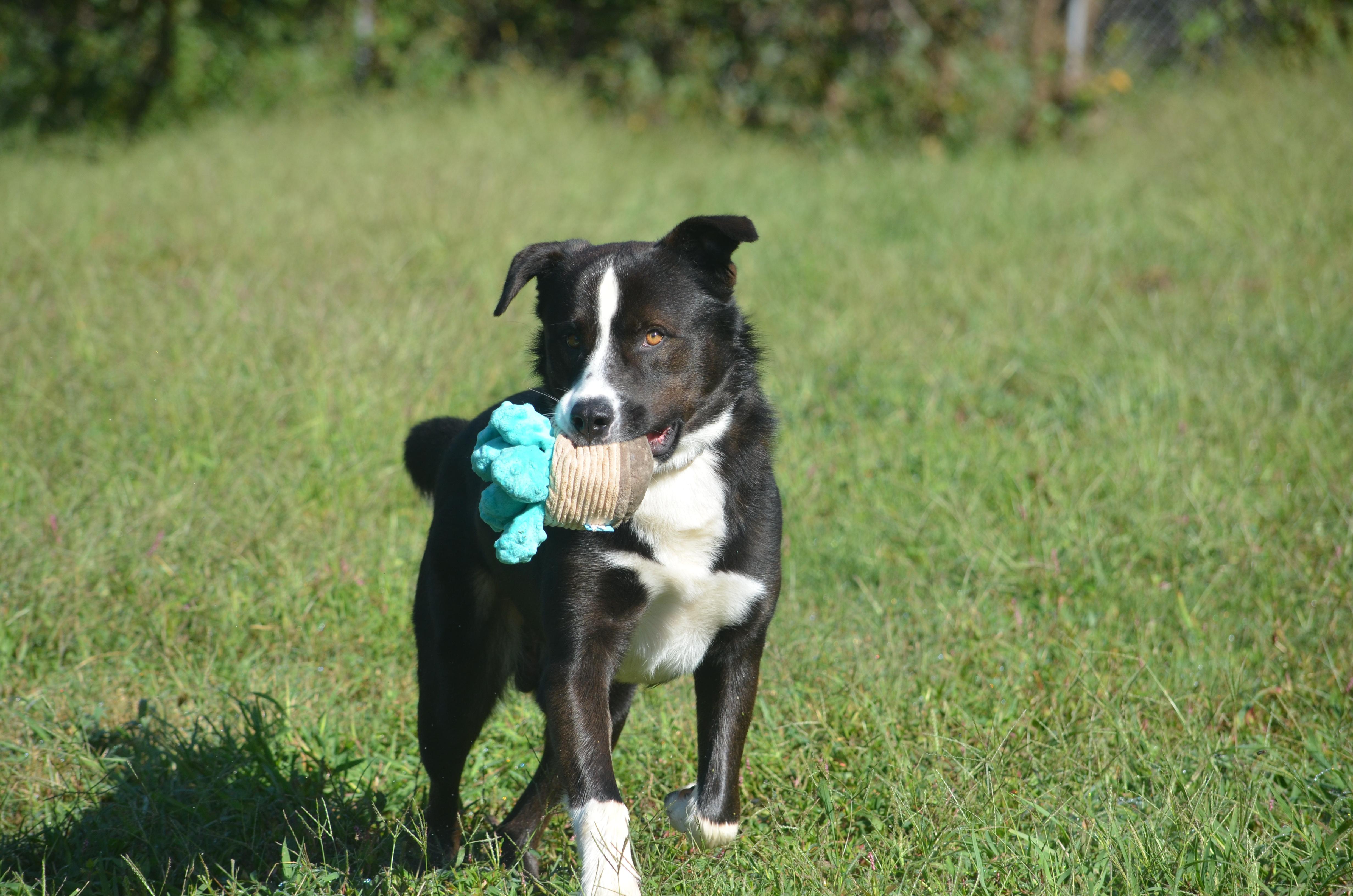 Enlarge Ben, a Adoptable mixed breed in Amissville, VA image 4/6