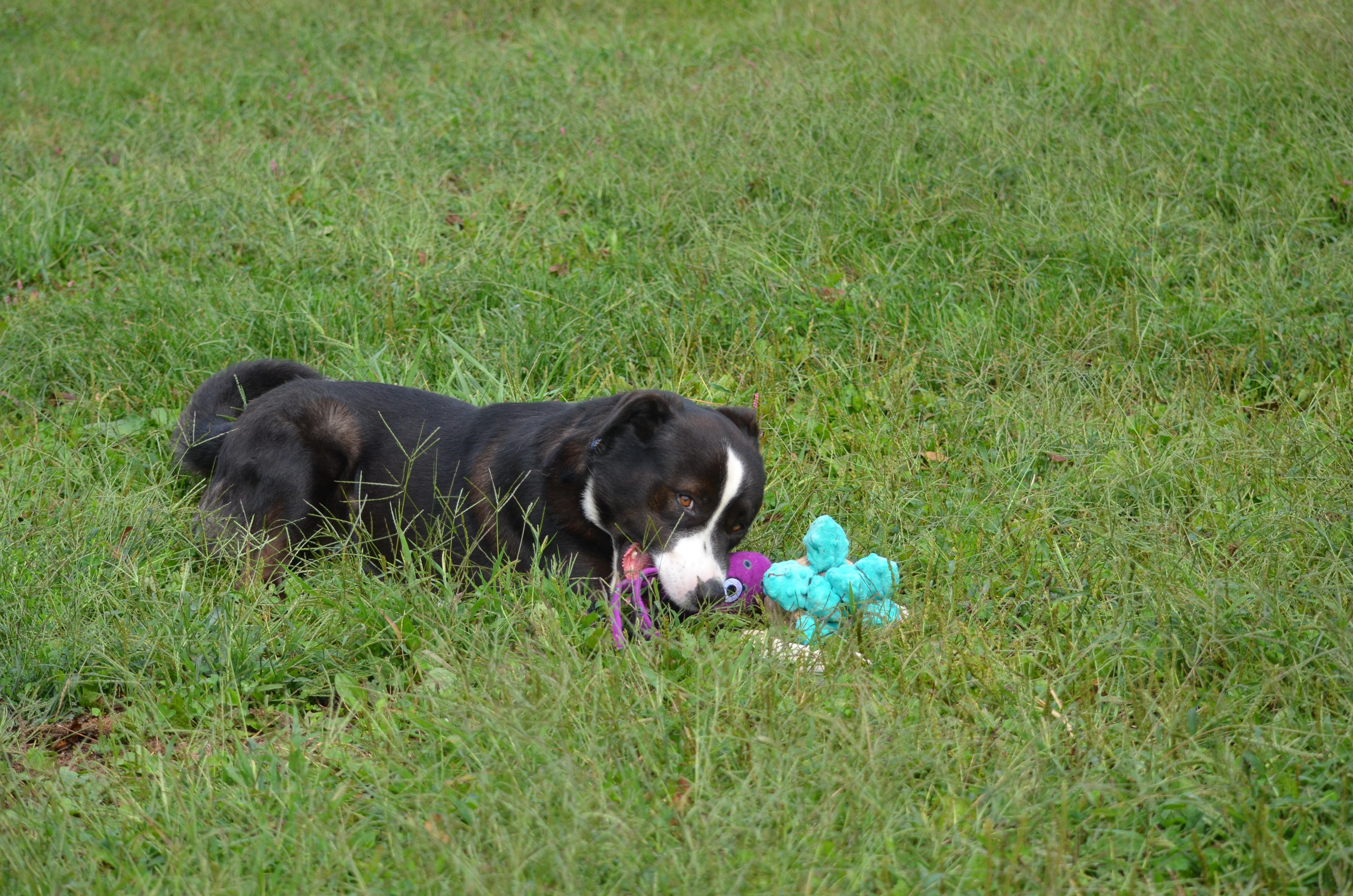 Enlarge Ben, a Adoptable mixed breed in Amissville, VA image 5/6