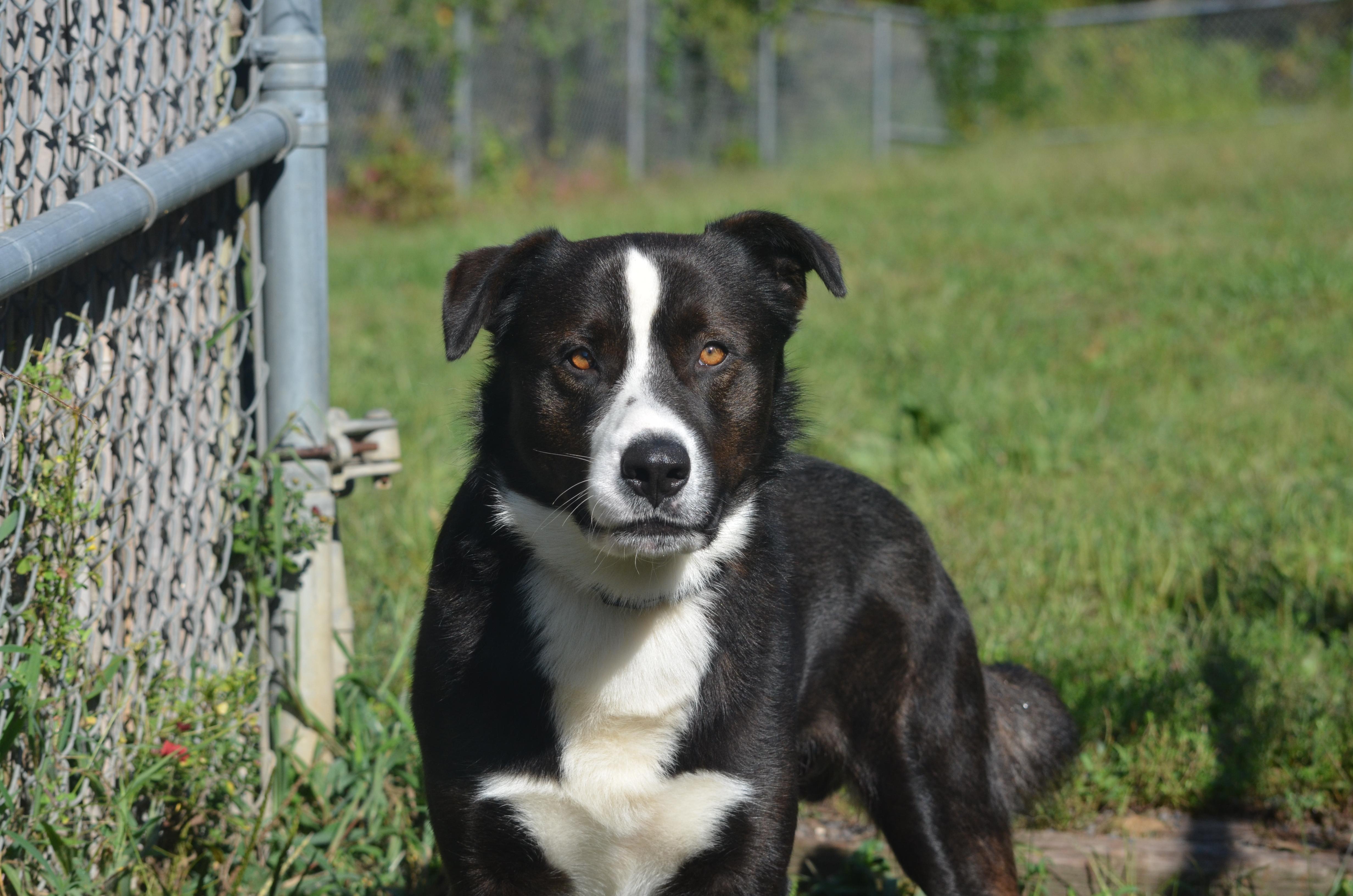 Enlarge Ben, a Adoptable mixed breed in Amissville, VA image 6/6