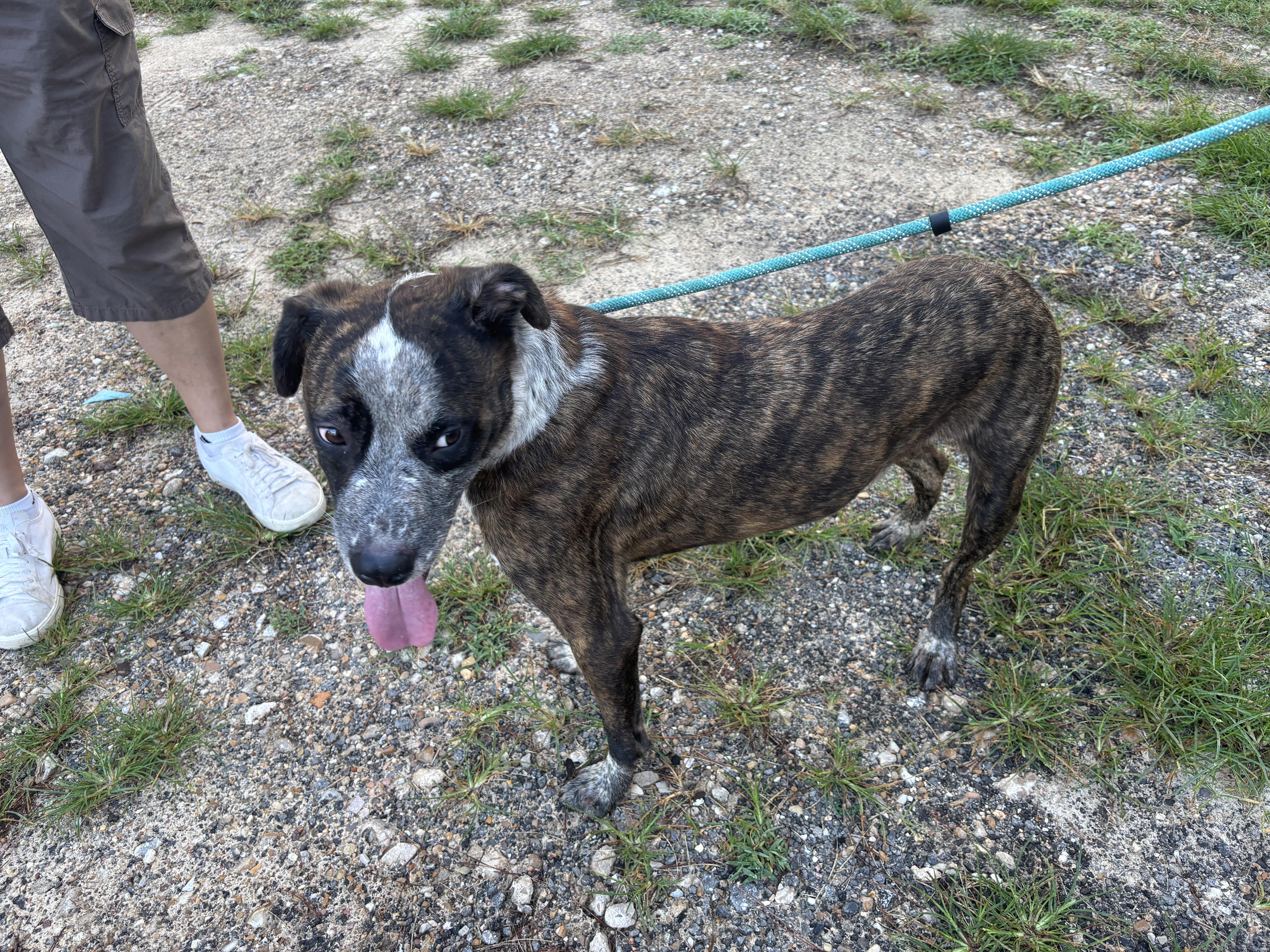 Zork, adoptable, Adult Male Catahoula Leopard Dog.
