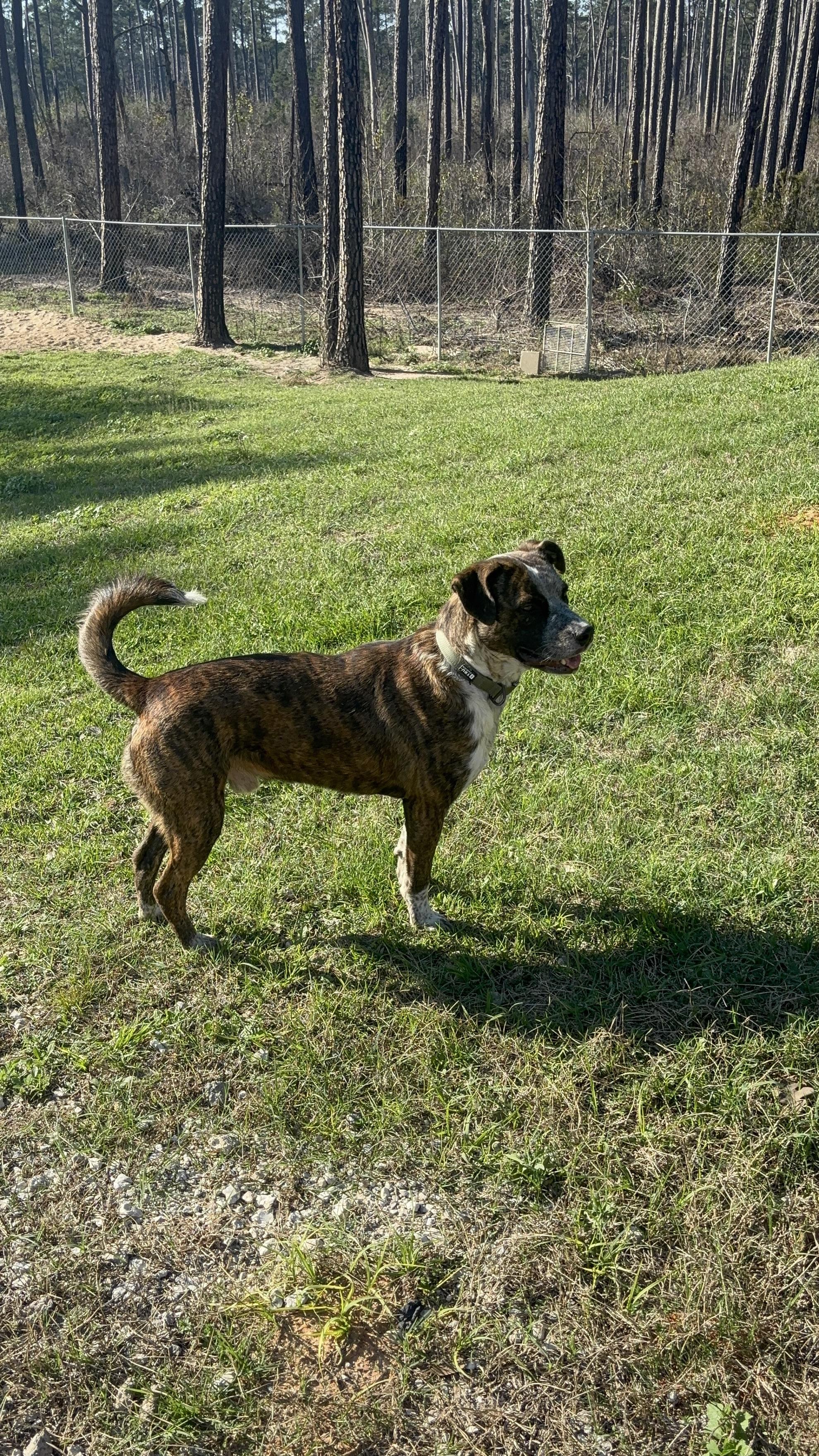 Enlarge Zork, an adoptable mixed breed in Coldspring, TX image 1/6