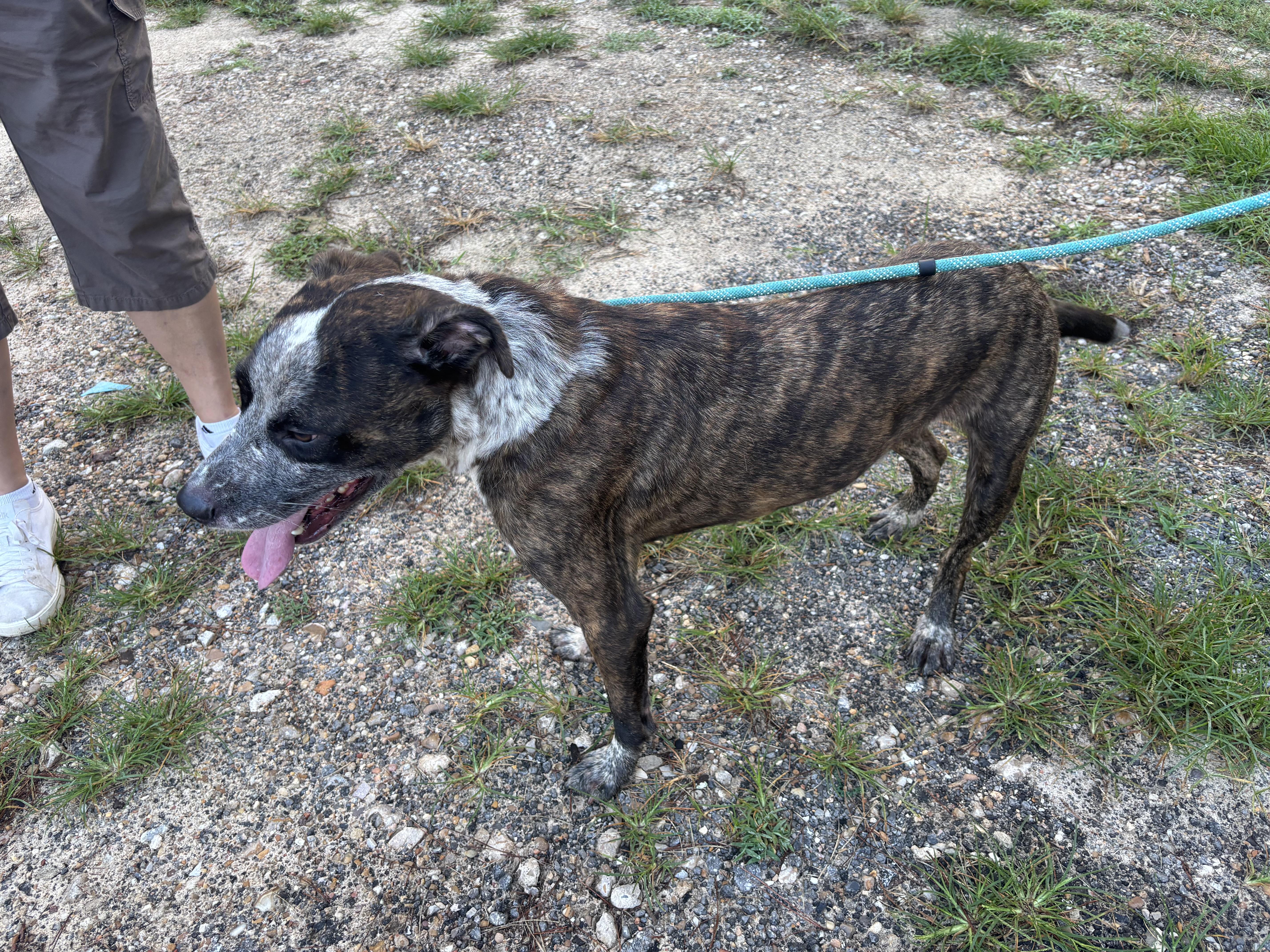 Enlarge Zork, an adoptable mixed breed in Coldspring, TX image 2/4