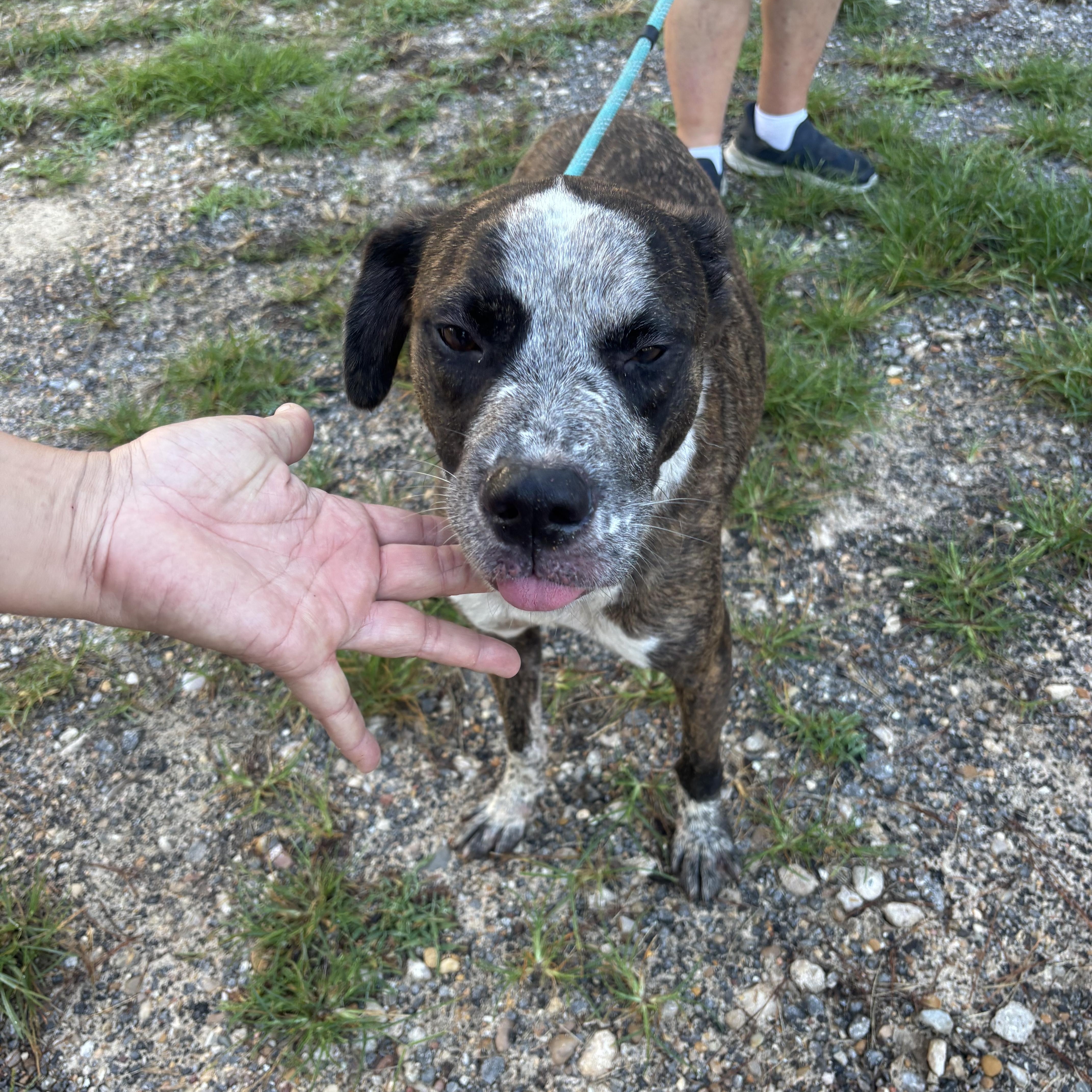 Enlarge Zork, an adoptable mixed breed in Coldspring, TX image 3/4