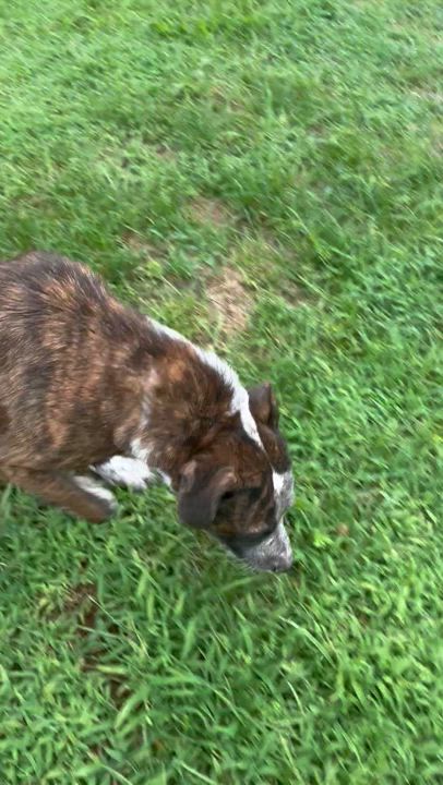 Enlarge Zork, an adoptable mixed breed in Coldspring, TX video 4/4