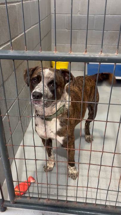 Enlarge Zork, an adoptable mixed breed in Coldspring, TX video 6/6