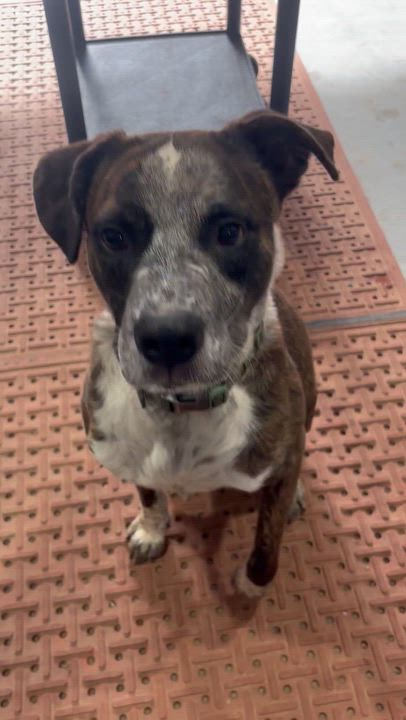 Enlarge Zork, an adoptable mixed breed in Coldspring, TX video 2/6