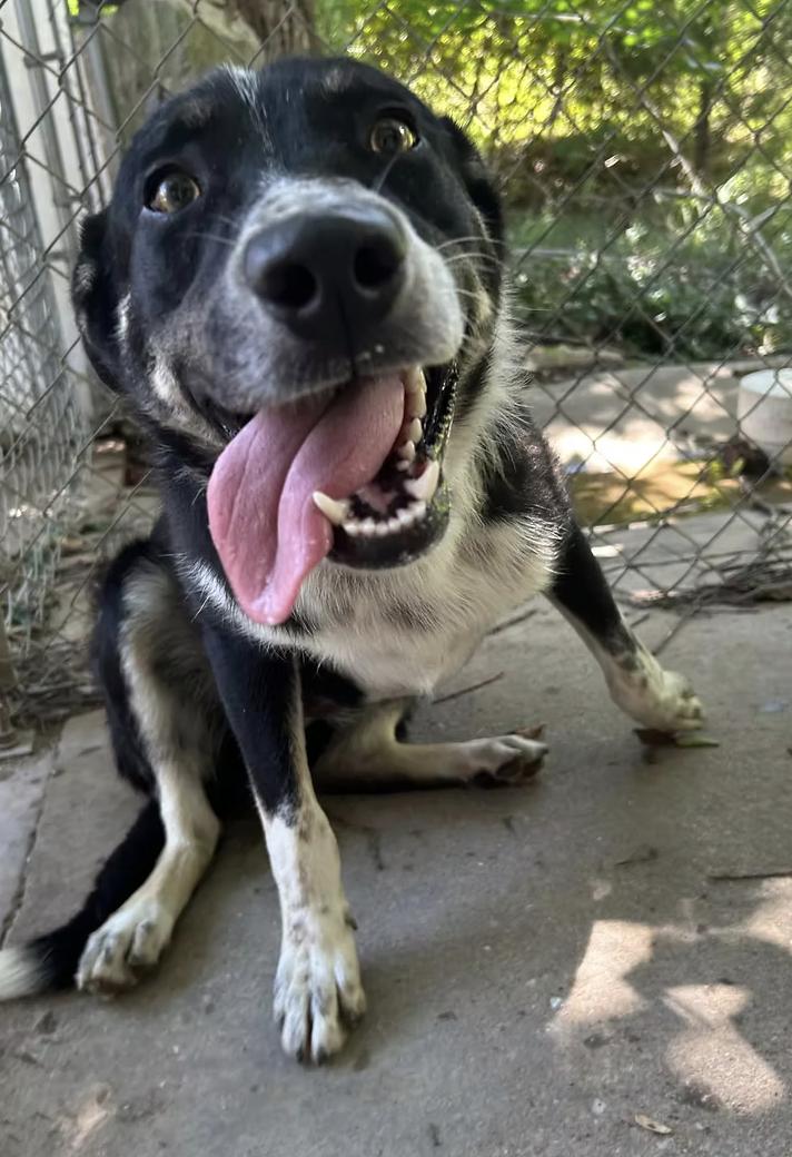 Jett, Adoptable, Adult Male Australian Shepherd.