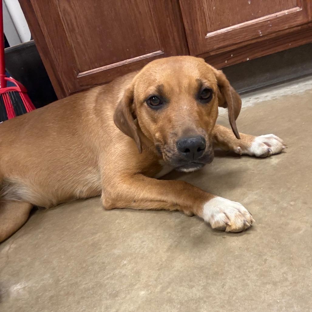 Dumplin - 031712U, Adoptable, Young Female Labrador Retriever & Mixed Breed.