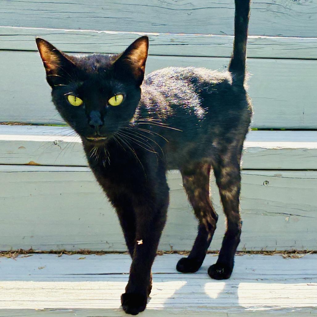 Lawn Mewer, Adoptable, Young Female Domestic Short Hair.