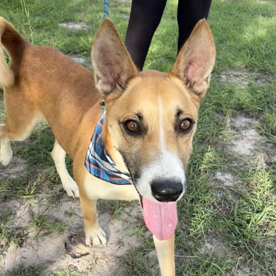 Flako — thumbnail 4