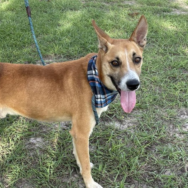 Flako — thumbnail 5