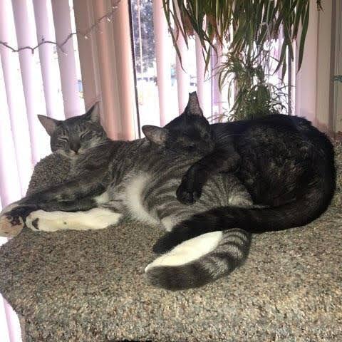 Lilah, Adoptable, Adult Female Domestic Short Hair.