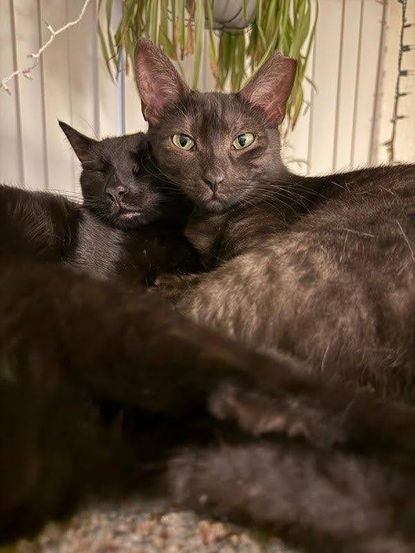 Enlarge Lilah, a Adoptable Domestic Short Hair in Woodland, CA image 2/2