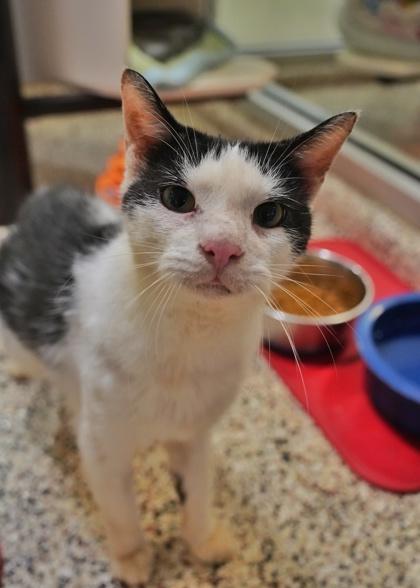 Star Fox 48093, Adoptable, Young Male Domestic Short Hair & Domestic Short Hair.