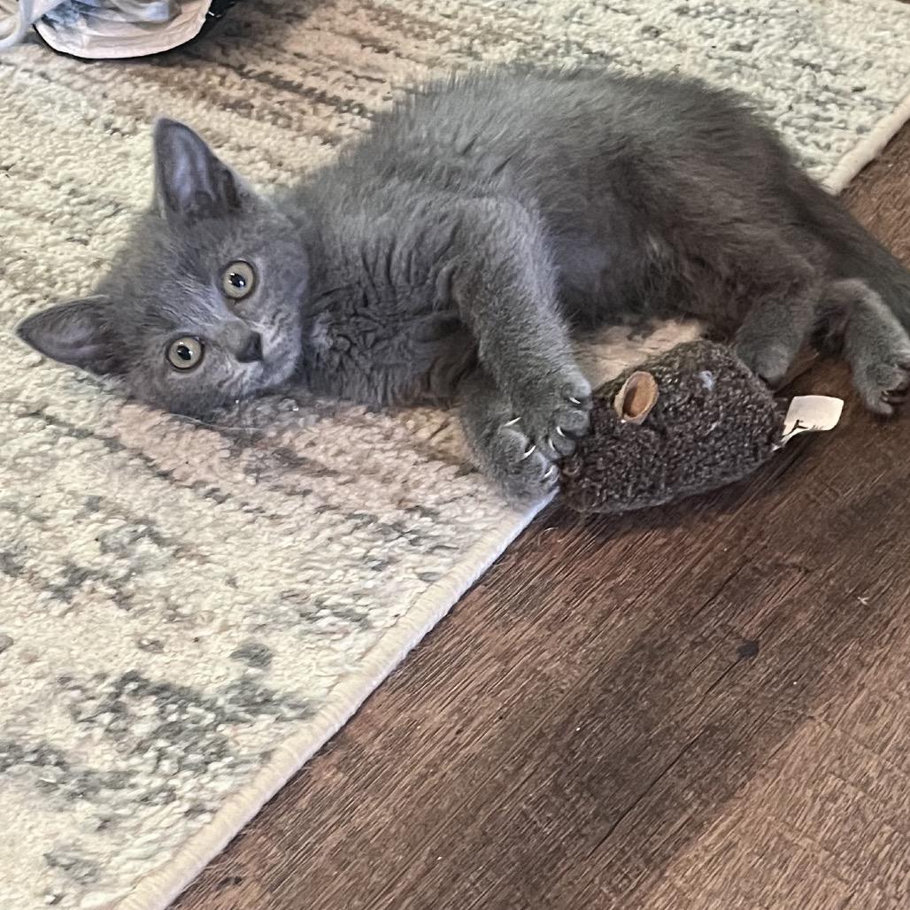 Bobbie, Adoptable, Kitten Female Domestic Short Hair.