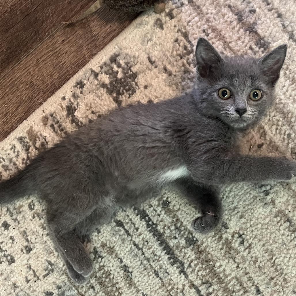 Enlarge Bobbie, a Adoptable Domestic Short Hair in Potomac, MD image 2/2