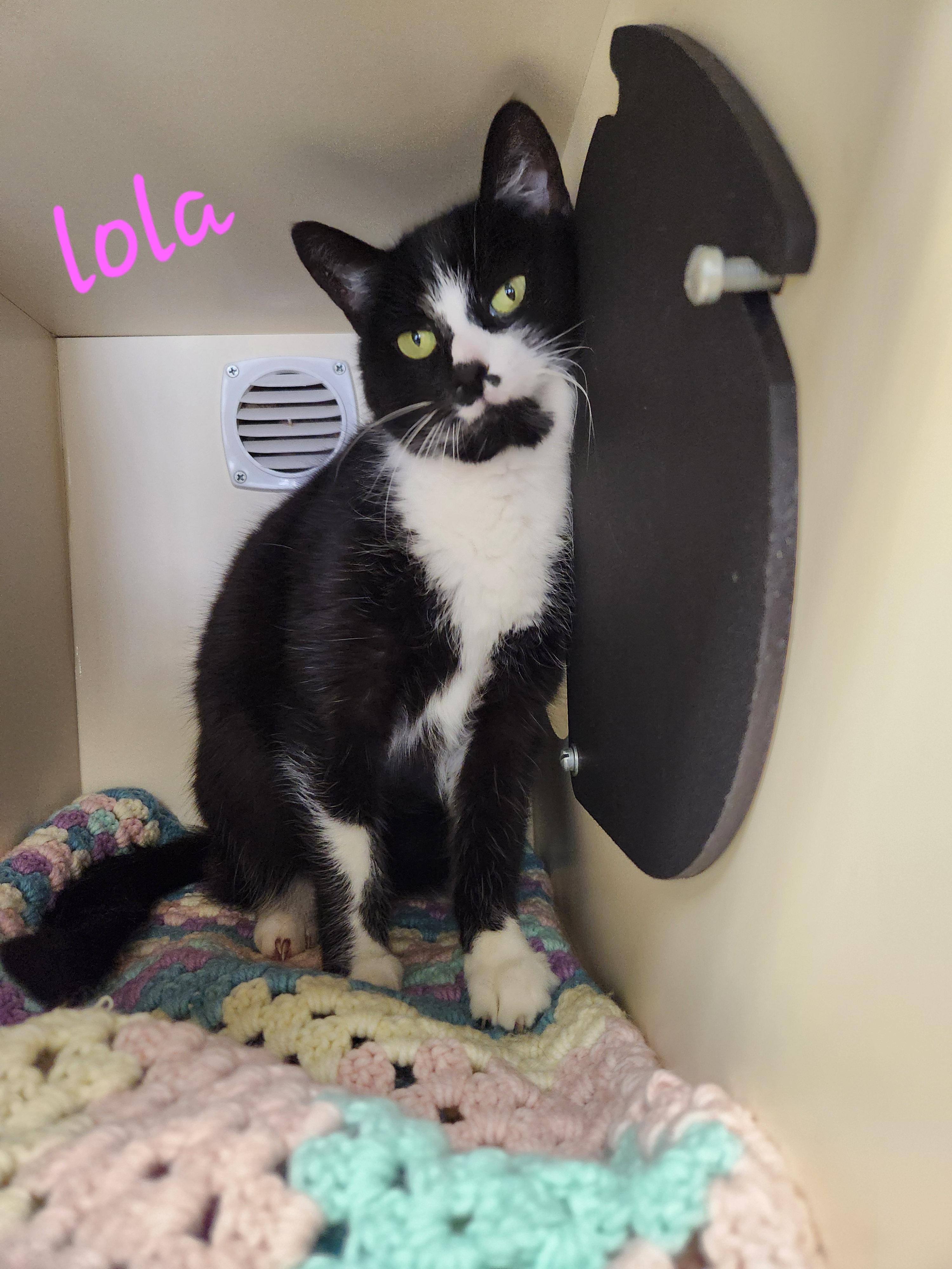 Enlarge Lola, a ADOPTABLE Domestic Short Hair in Sewaren, NJ image 1/1