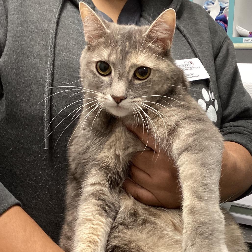 Enlarge Rosie, a Adoptable mixed breed in Tampa, FL image 1/1