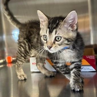 Enlarge Penny, a Adoptable Domestic Short Hair in Knoxville, TN image 1/1