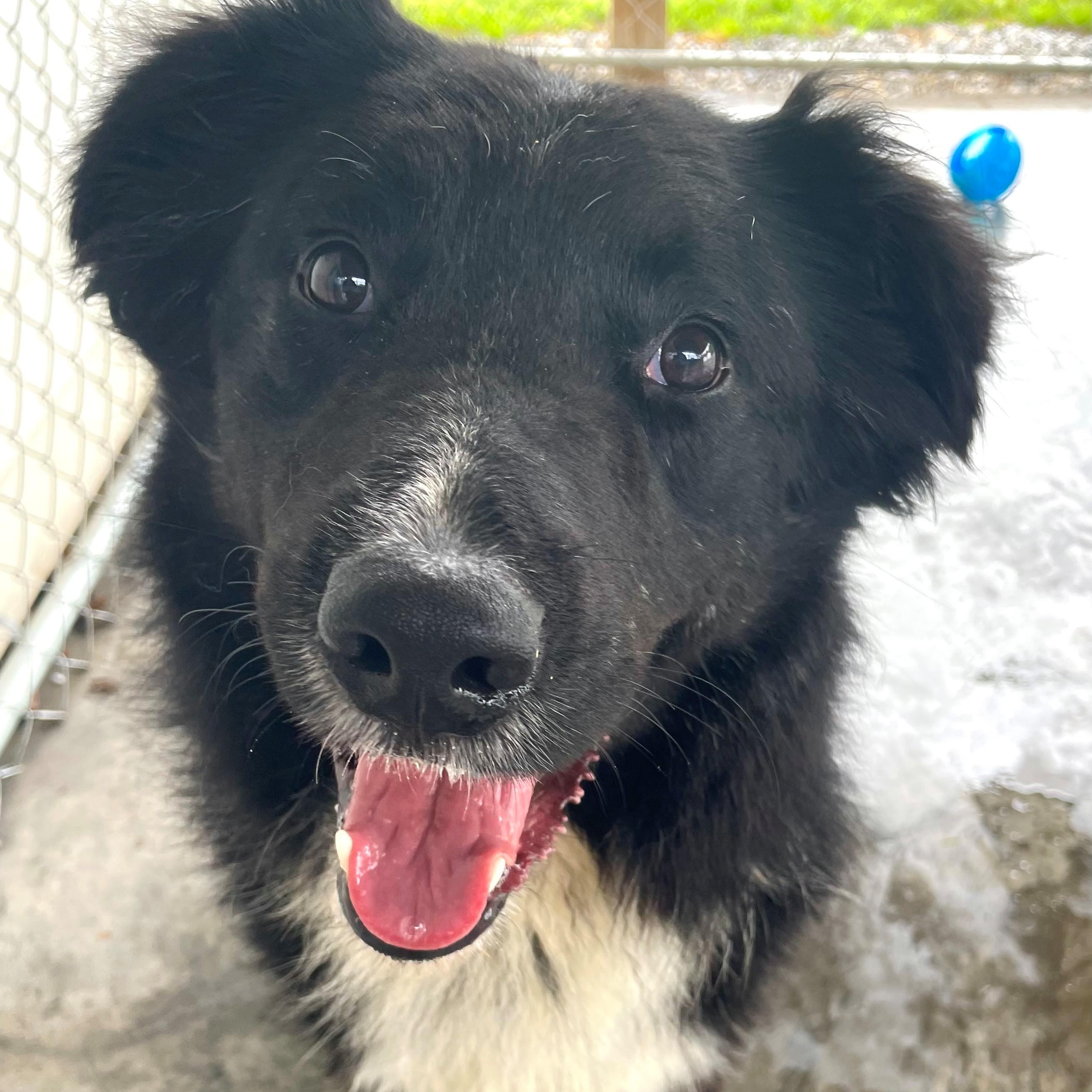 Jett, adopted, Young Male Border Collie.