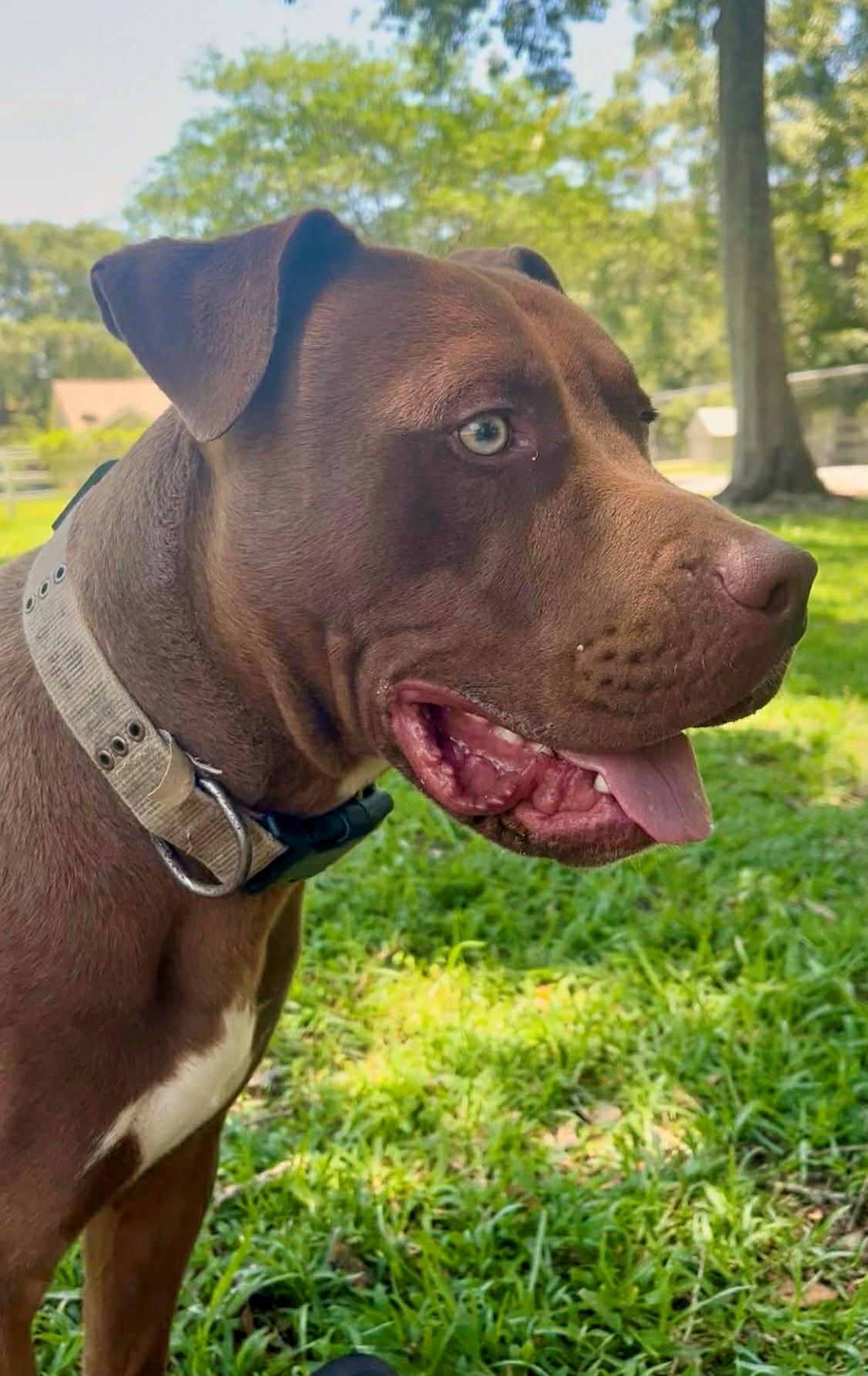Guinness, a Adoptable mixed breed in Allentown, PA image 2/6