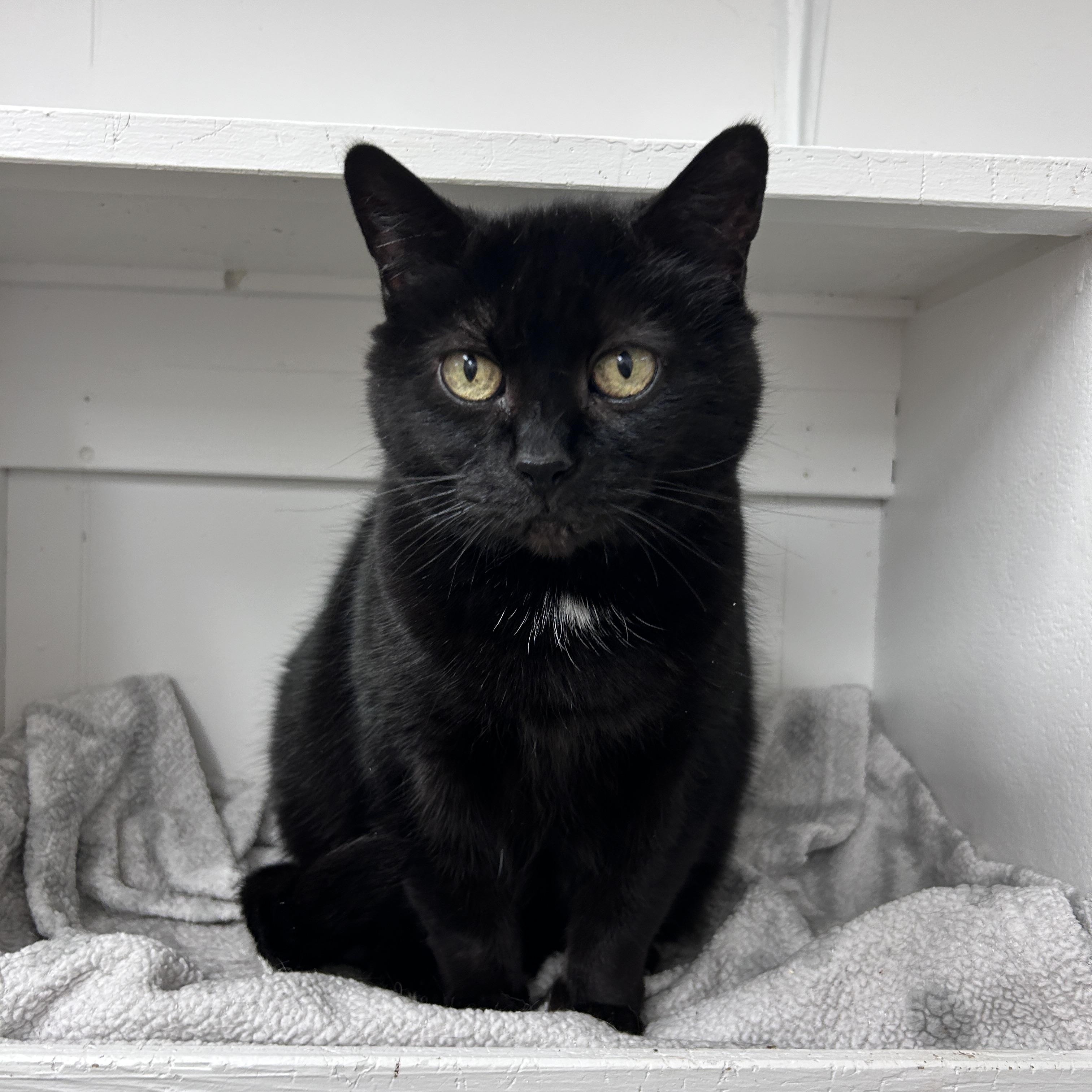 Josette, an adoptable Domestic Short Hair in Maple Ridge, BC, V2W 1A4 | Photo Image 1