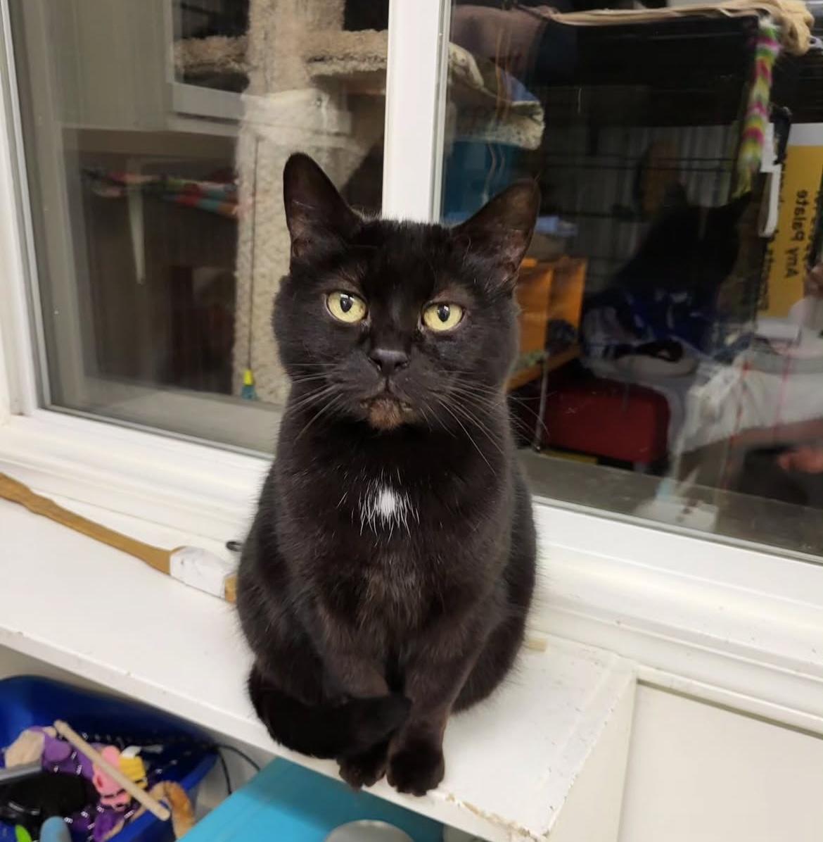 Josette, an adoptable Domestic Short Hair in Maple Ridge, BC, V2W 1A4 | Photo Image 6