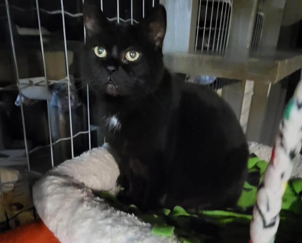 Josette, an adoptable Domestic Short Hair in Maple Ridge, BC, V2W 1A4 | Photo Image 5