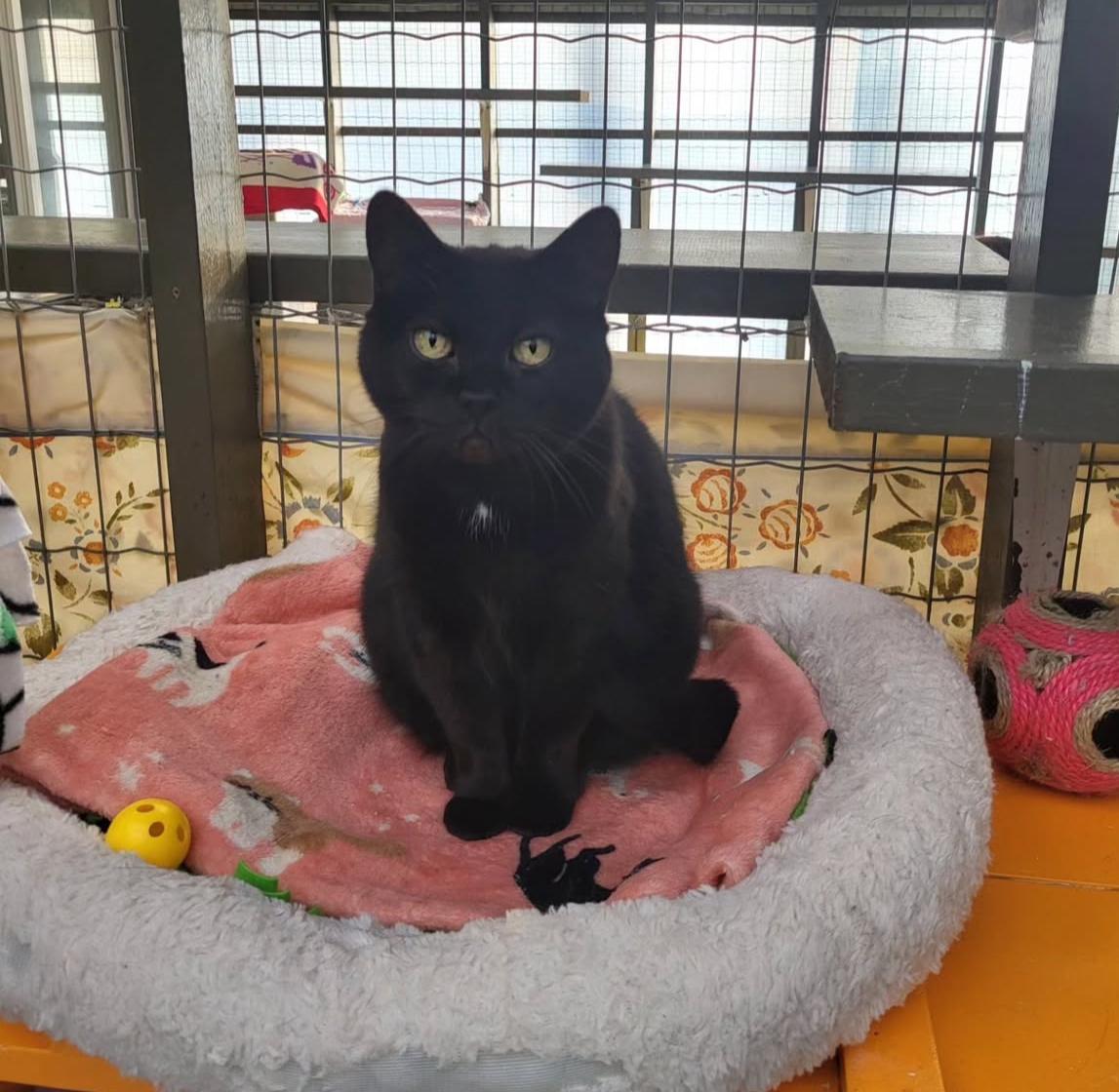 Josette, an adoptable Domestic Short Hair in Maple Ridge, BC, V2W 1A4 | Photo Image 4