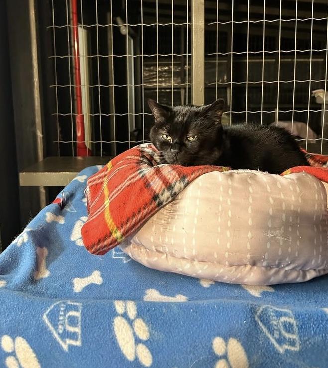 Josette, an adoptable Domestic Short Hair in Maple Ridge, BC, V2W 1A4 | Photo Image 3