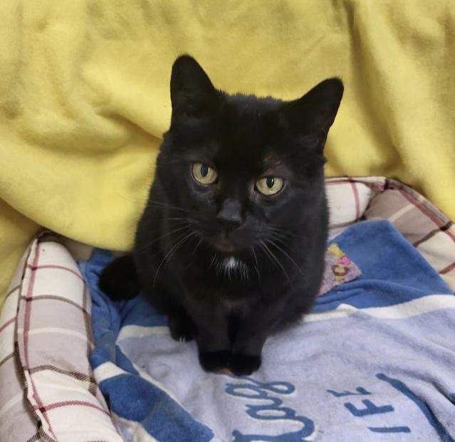 Josette, an adoptable Domestic Short Hair in Maple Ridge, BC, V2W 1A4 | Photo Image 2