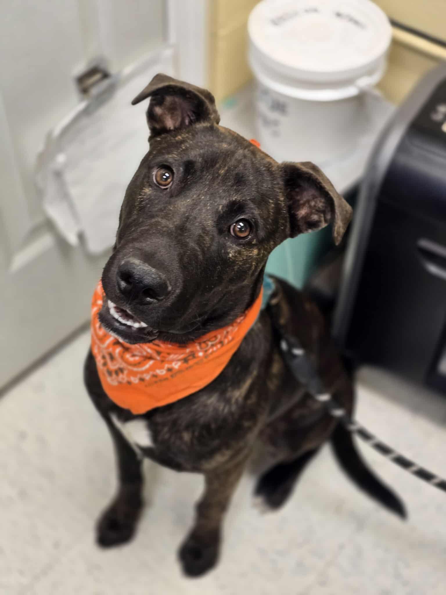 Gilligan, an adoptable Pit Bull Terrier in Grants Pass, OR, 97526 | Photo Image 3