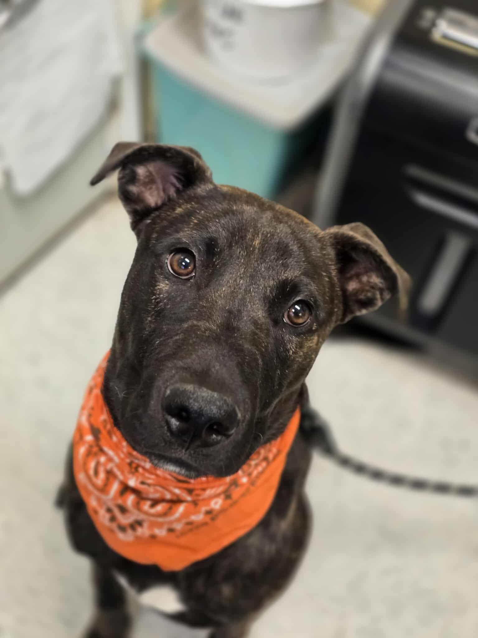 Gilligan, an adoptable Pit Bull Terrier in Grants Pass, OR, 97526 | Photo Image 4