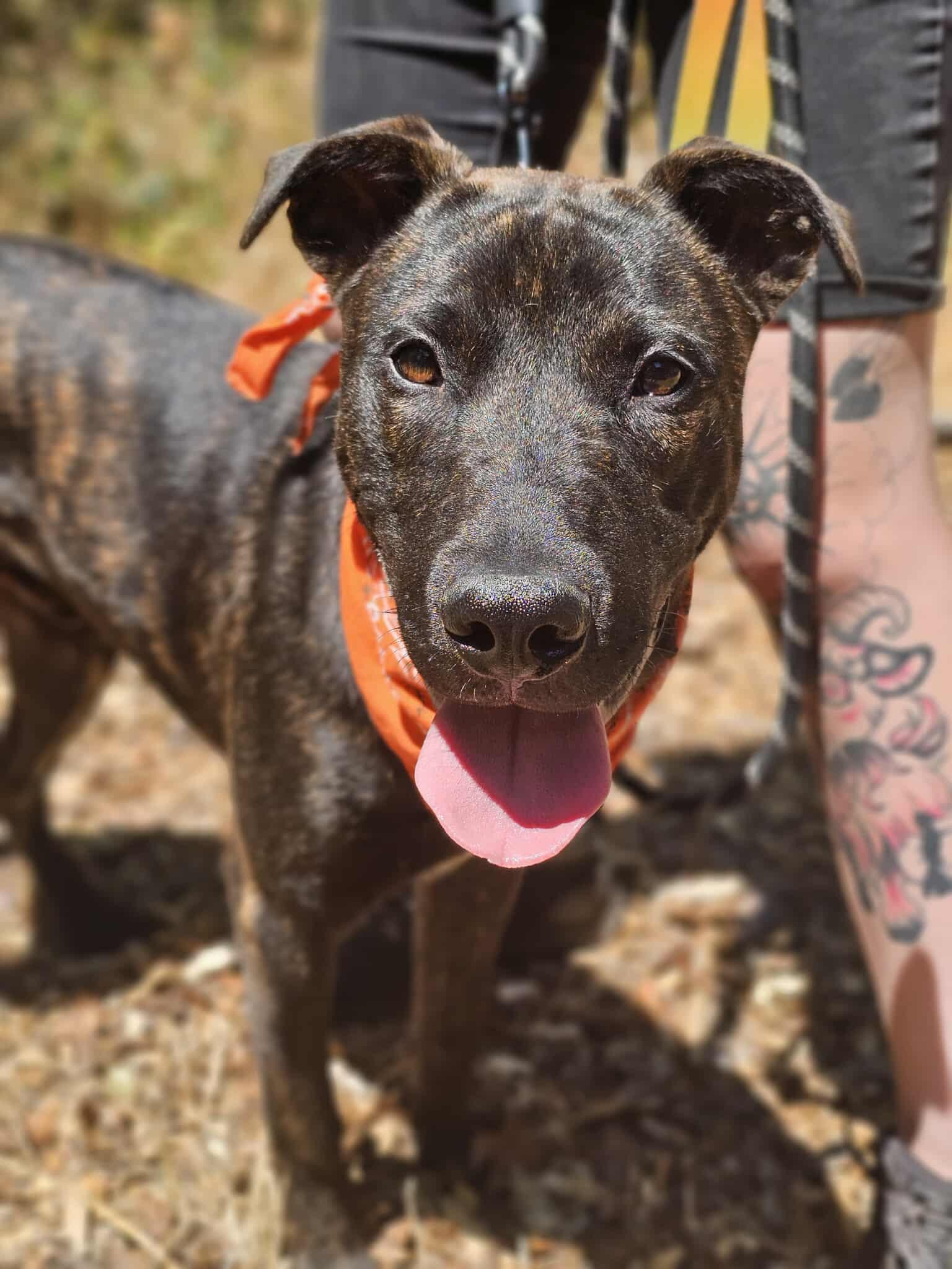 Gilligan, an adoptable Pit Bull Terrier in Grants Pass, OR, 97526 | Photo Image 1