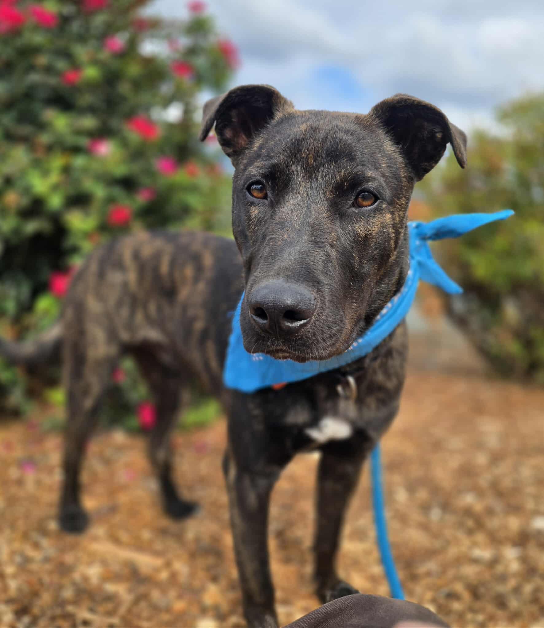Gilligan, an adoptable Pit Bull Terrier in Grants Pass, OR, 97526 | Photo Image 4