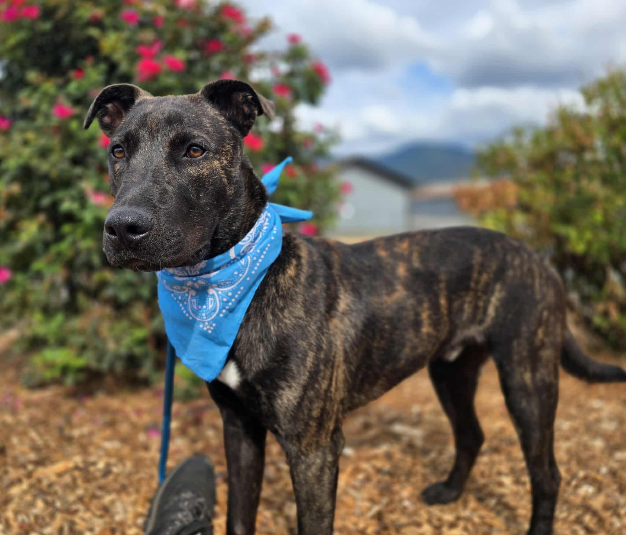 Gilligan, an adoptable Pit Bull Terrier in Grants Pass, OR, 97526 | Photo Image 1