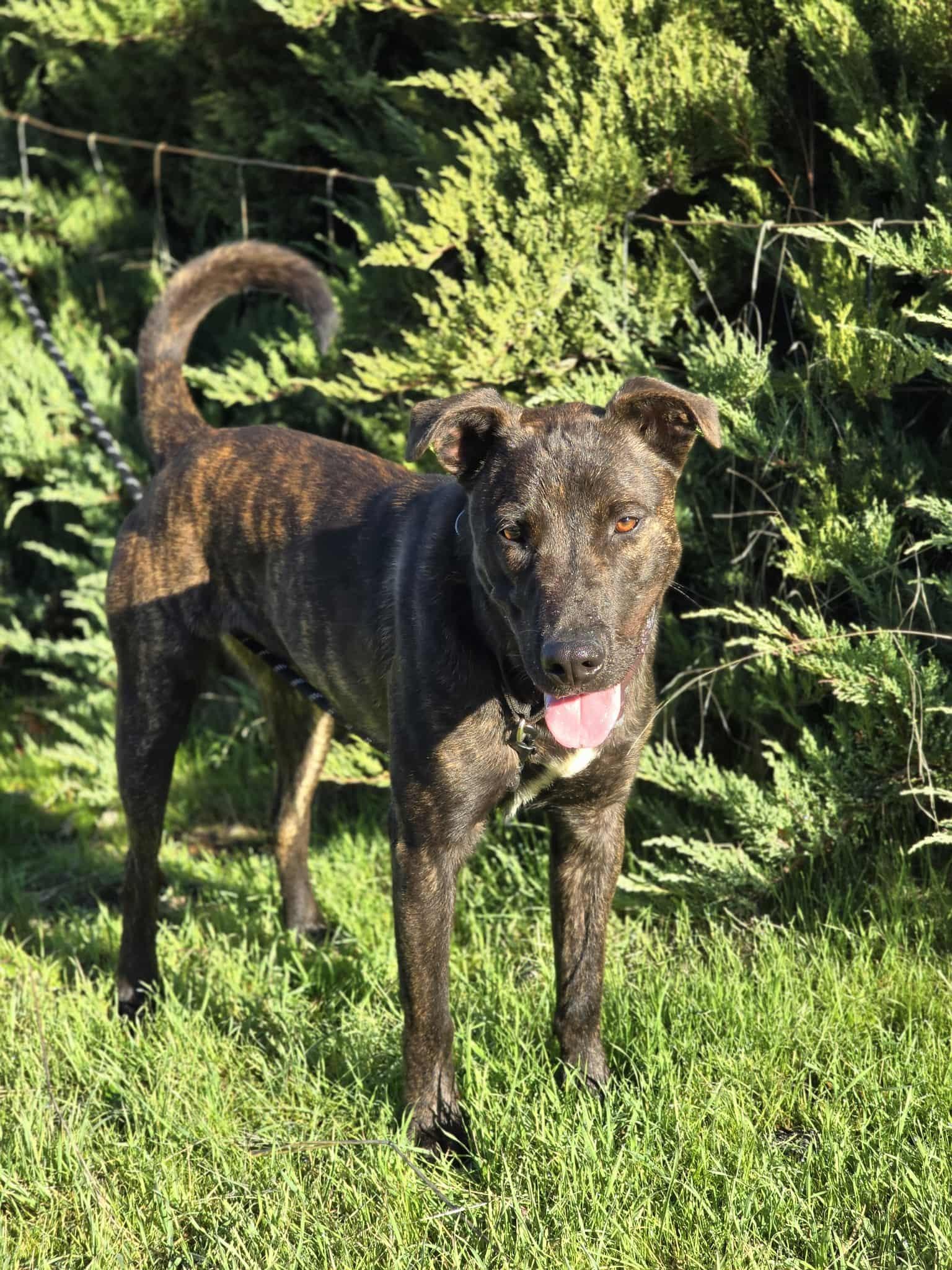 Gilligan, an adoptable Pit Bull Terrier in Grants Pass, OR, 97526 | Photo Image 4