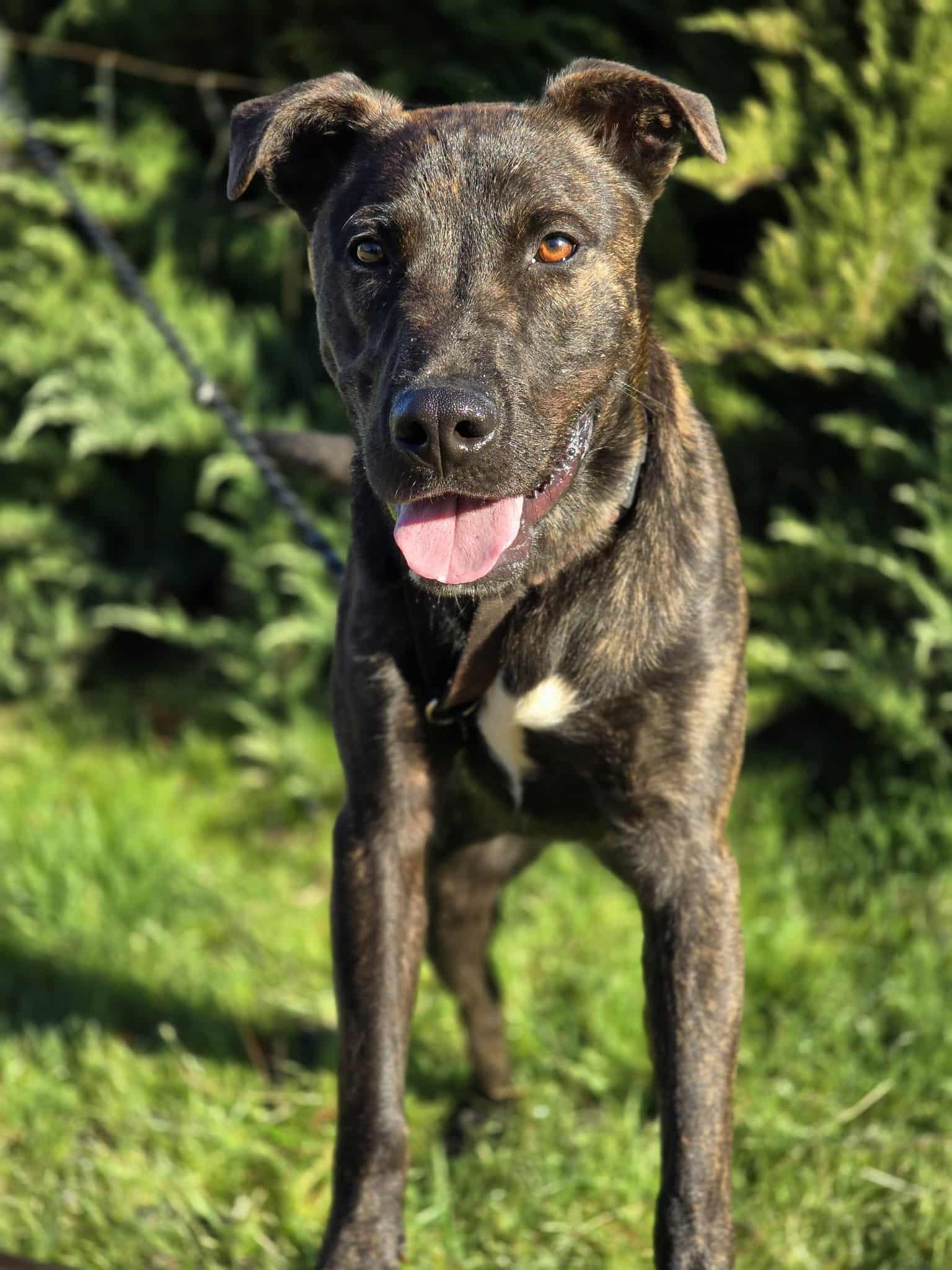 Gilligan, an adoptable Pit Bull Terrier in Grants Pass, OR, 97526 | Photo Image 3