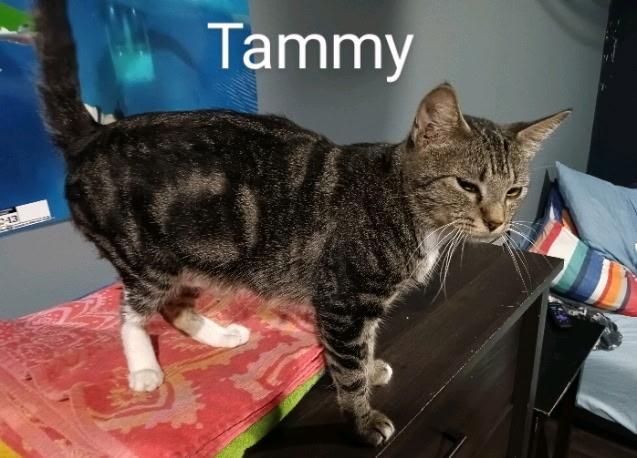 Tammy