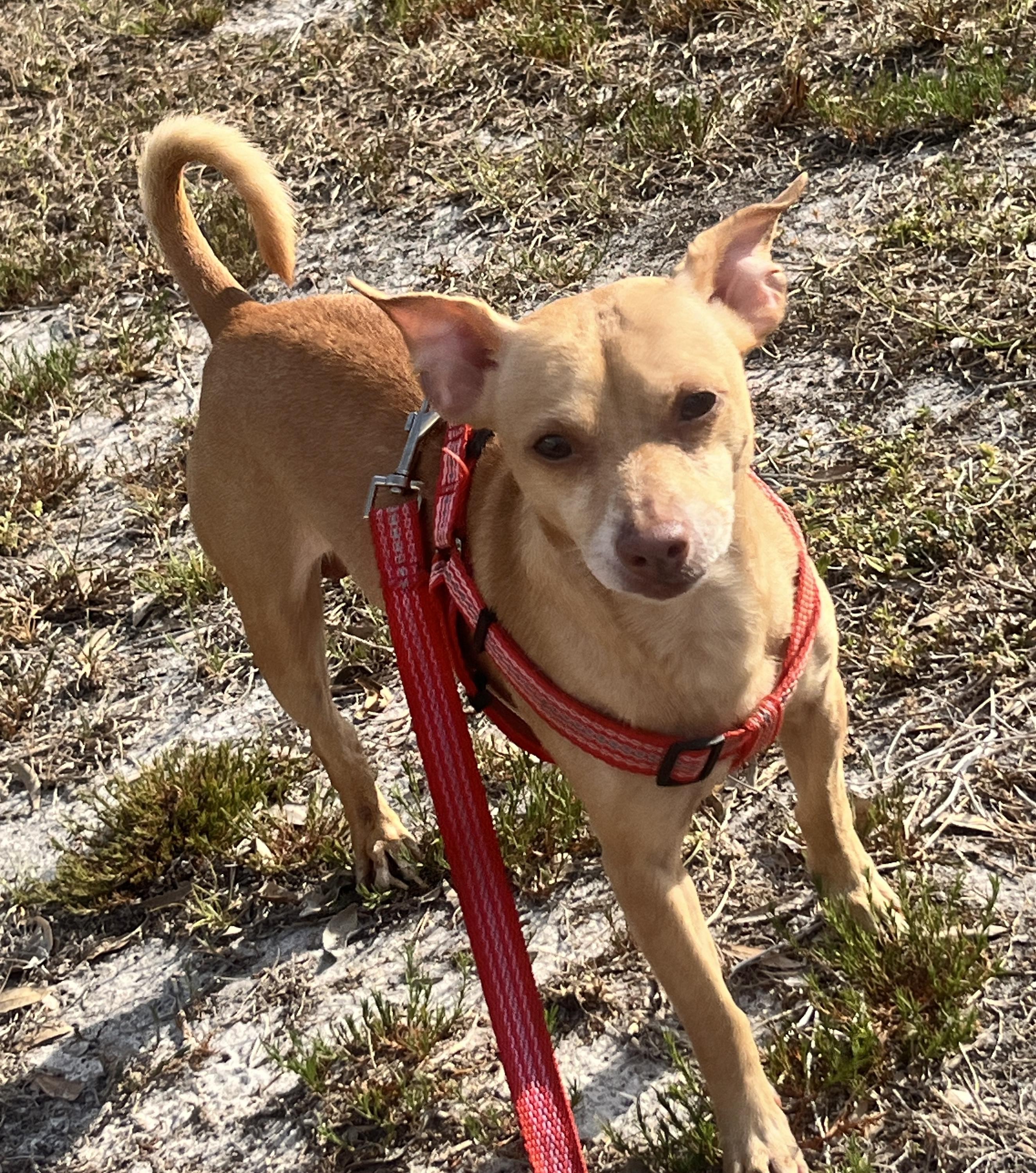 Enlarge Toby, a ADOPTABLE mixed breed in Sarasota, FL image 3/3