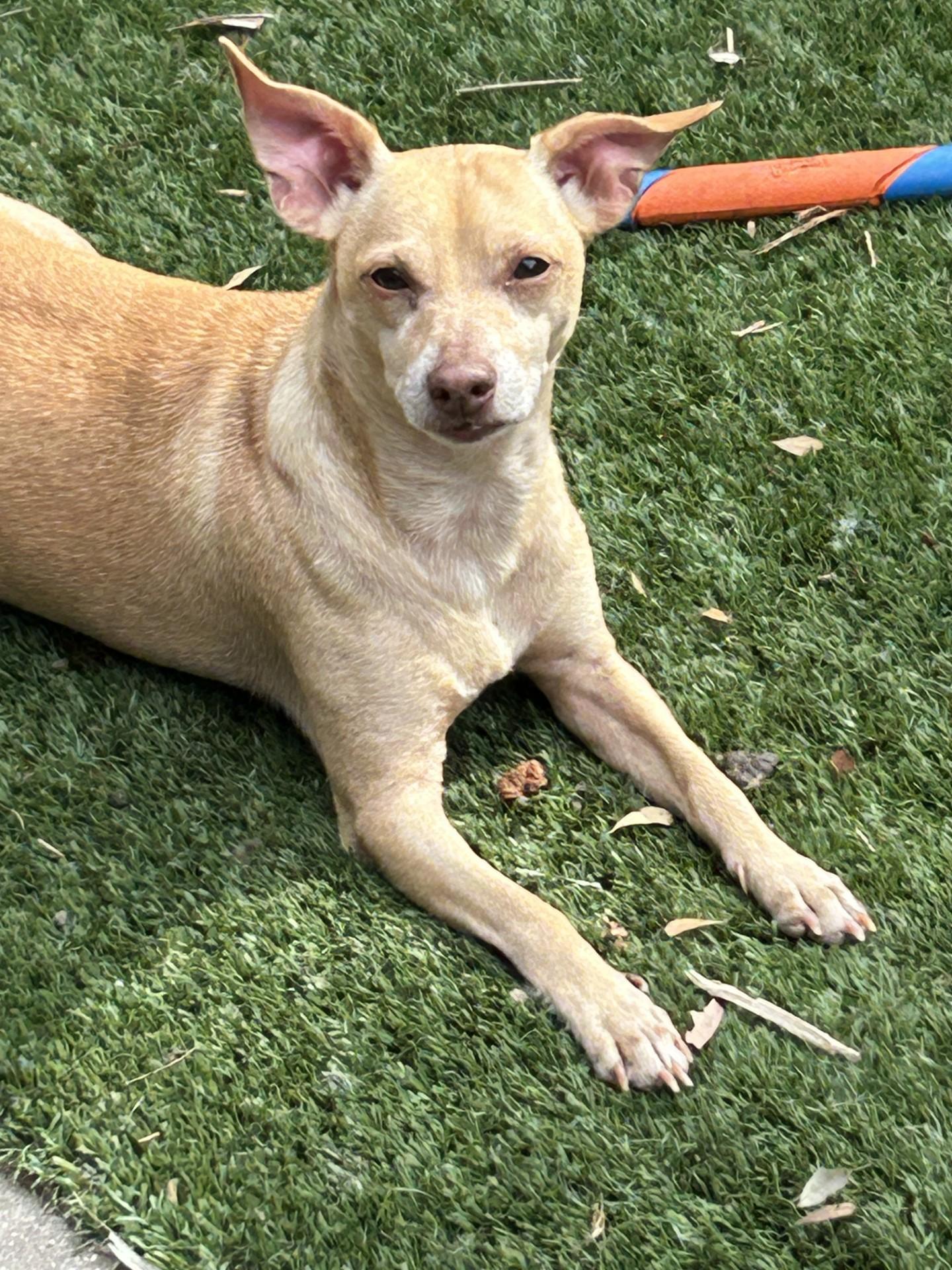 Enlarge Toby, a ADOPTABLE mixed breed in Sarasota, FL image 1/3